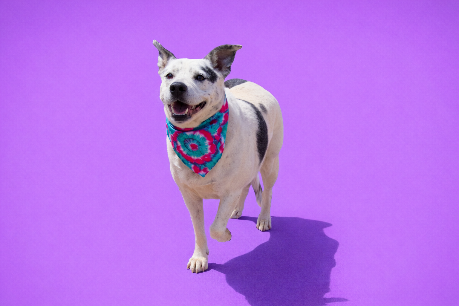 Blue is a 3 year old neutered male 