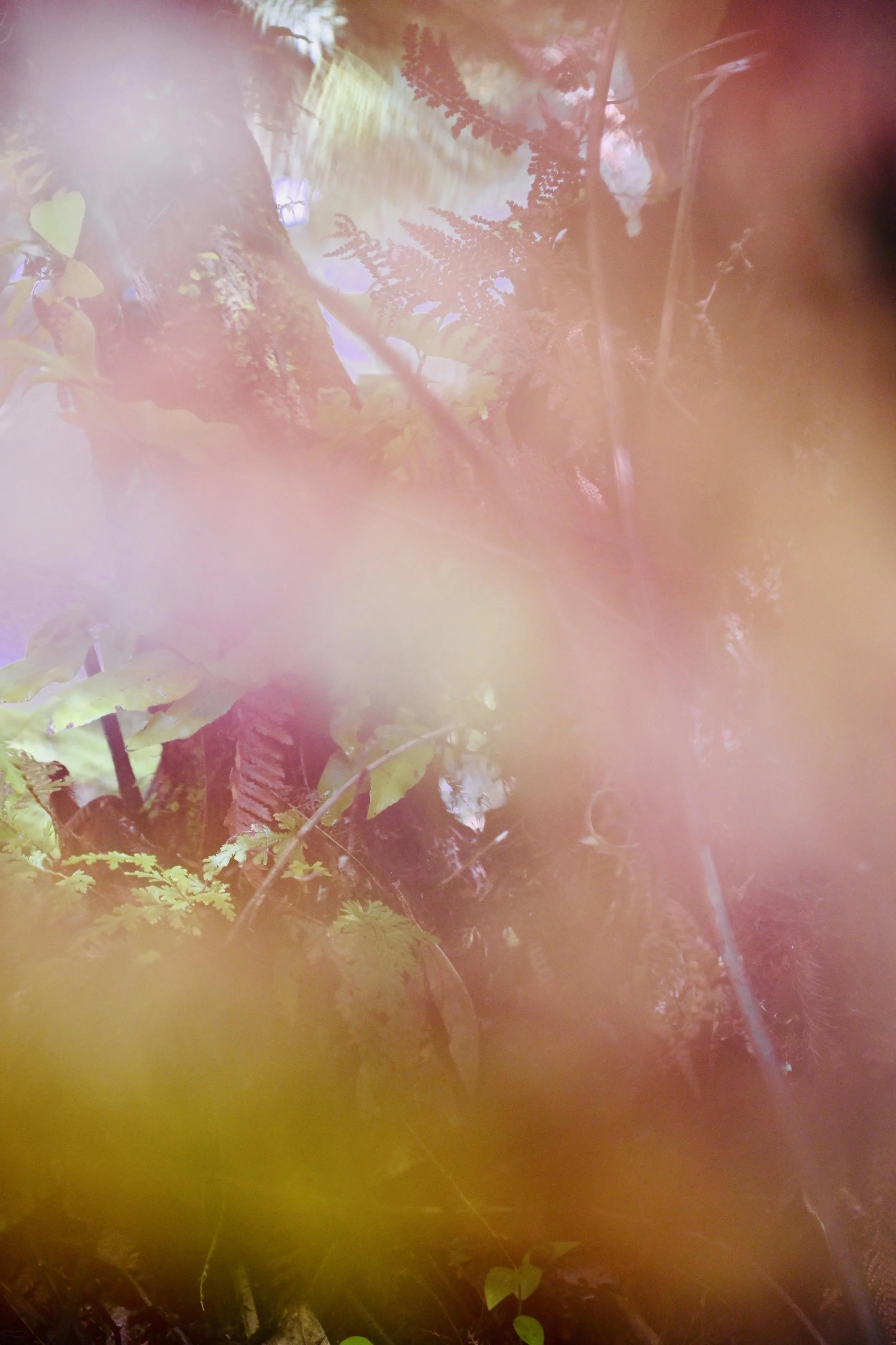 Ferns with hazey filter, greens and pinks. Image shaped like a flower.