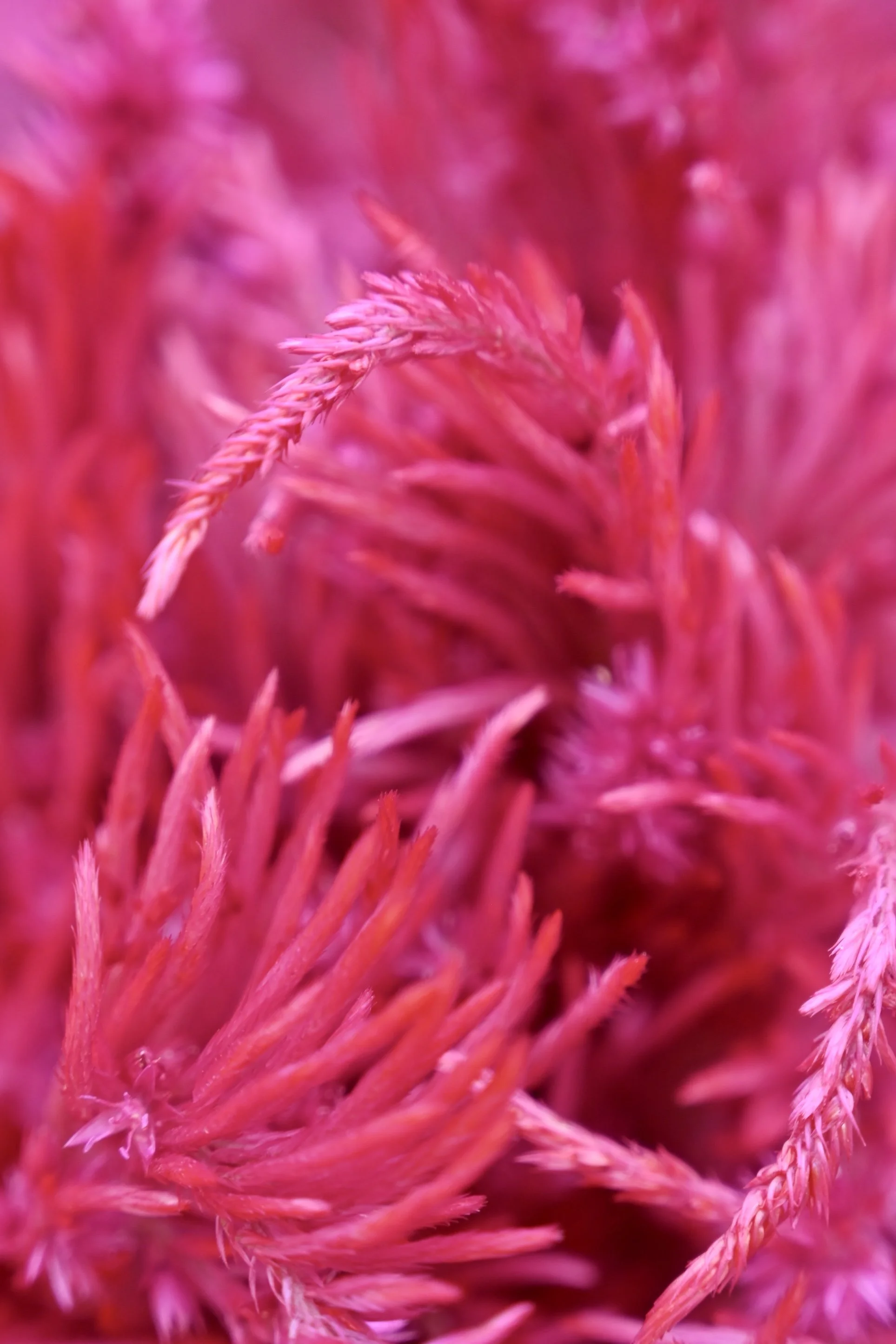 Bright pink textured flower, in a circular shaped image with curved edges.