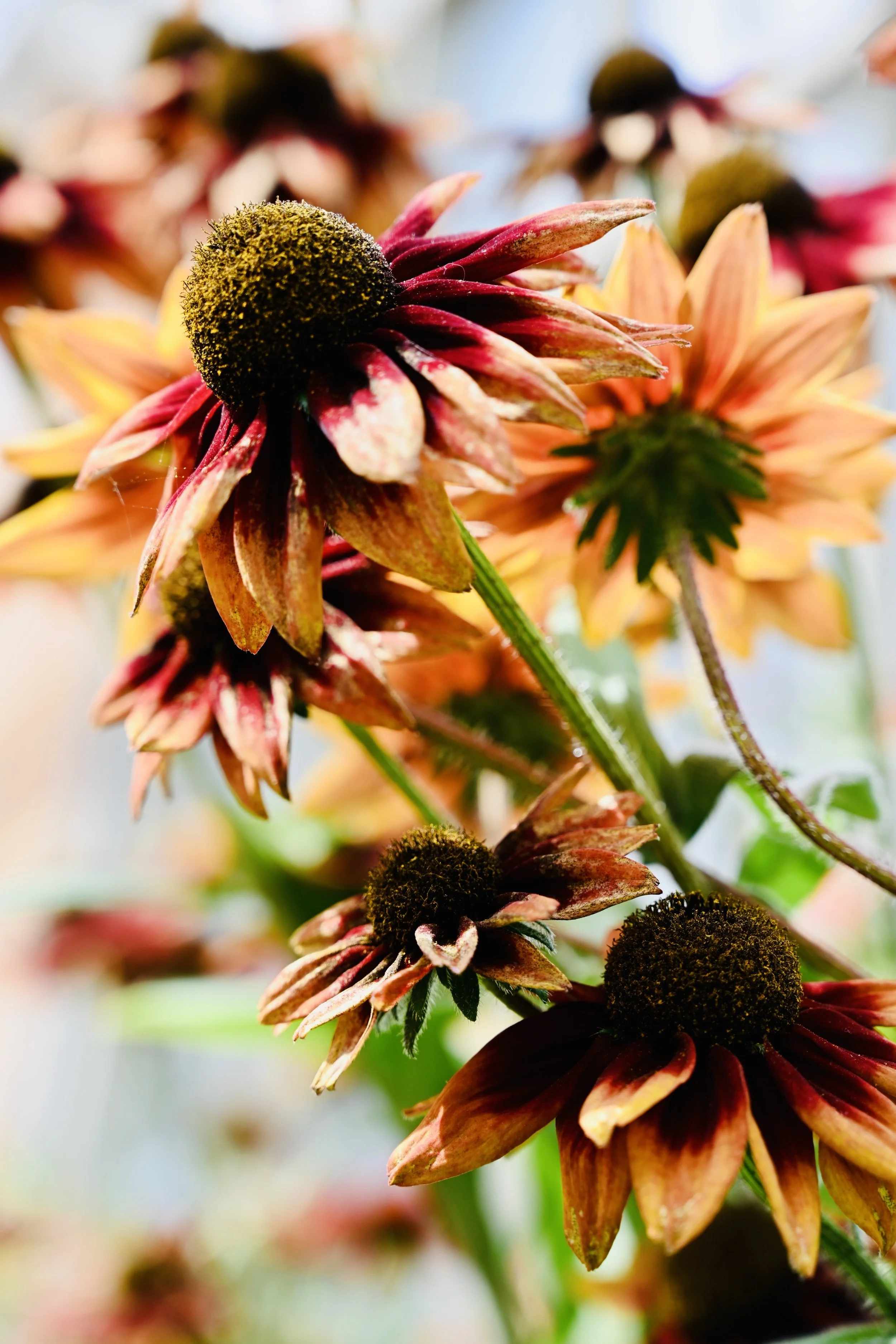 Orange and red flowers with green stems, in a circular shaped image.