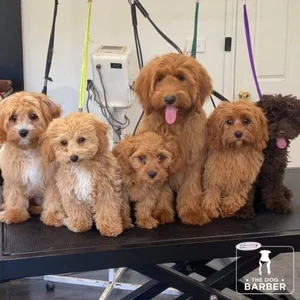 Dog Grooming Canberra | The Dog Barber
