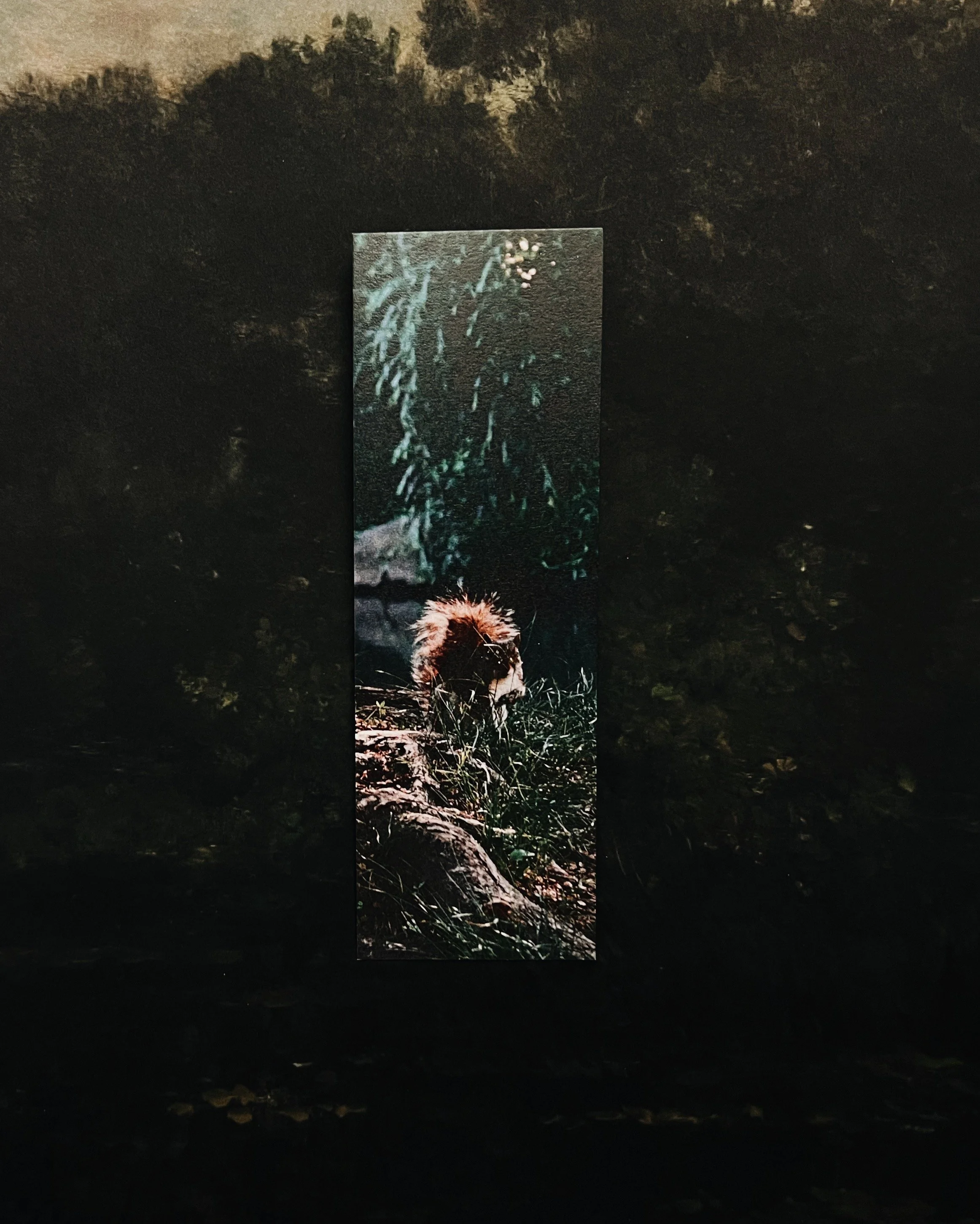 squirrel! ✸ bookmark