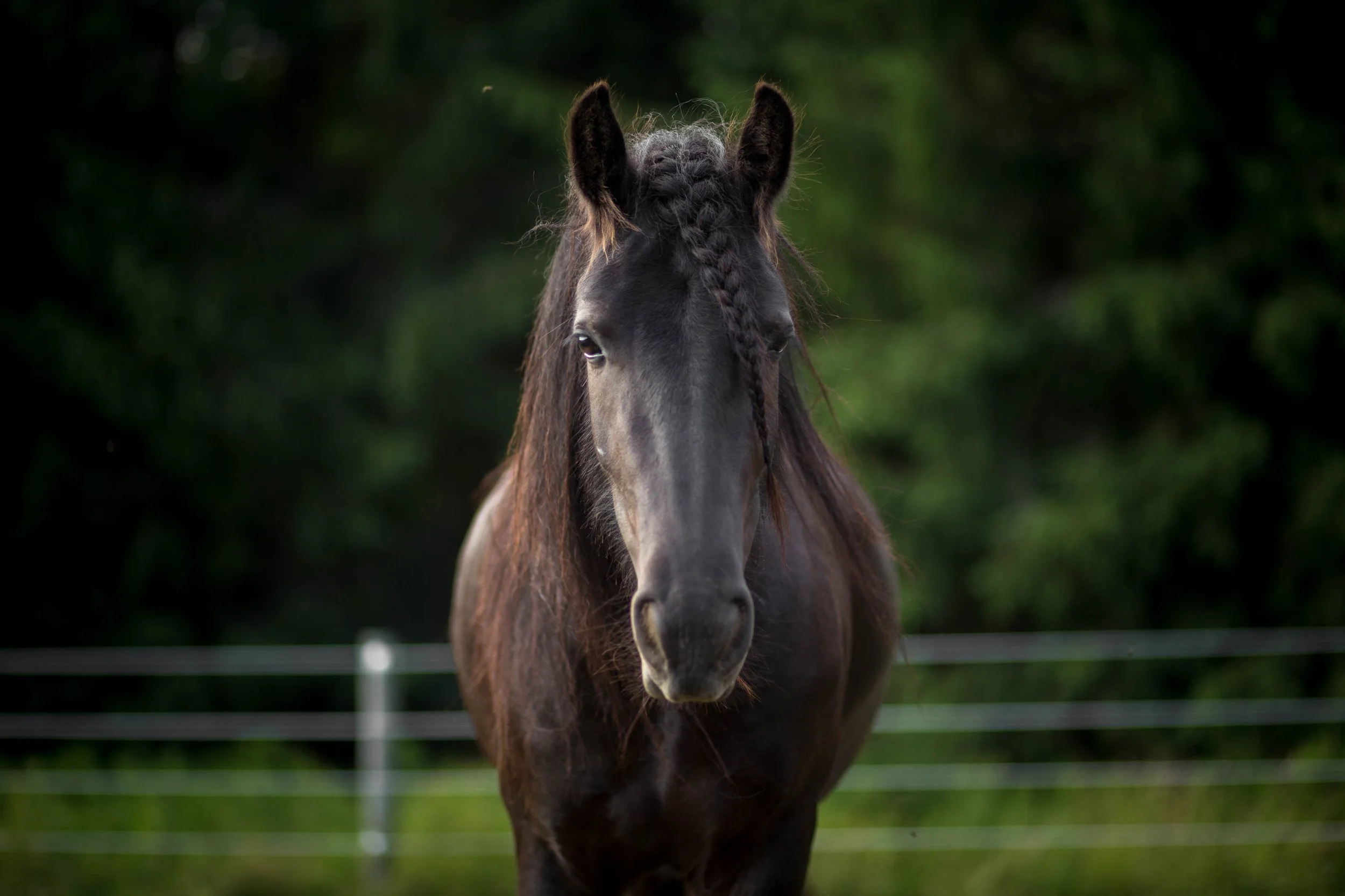 Black horse staring into camera during an equine-assisted therapy session in Western New York