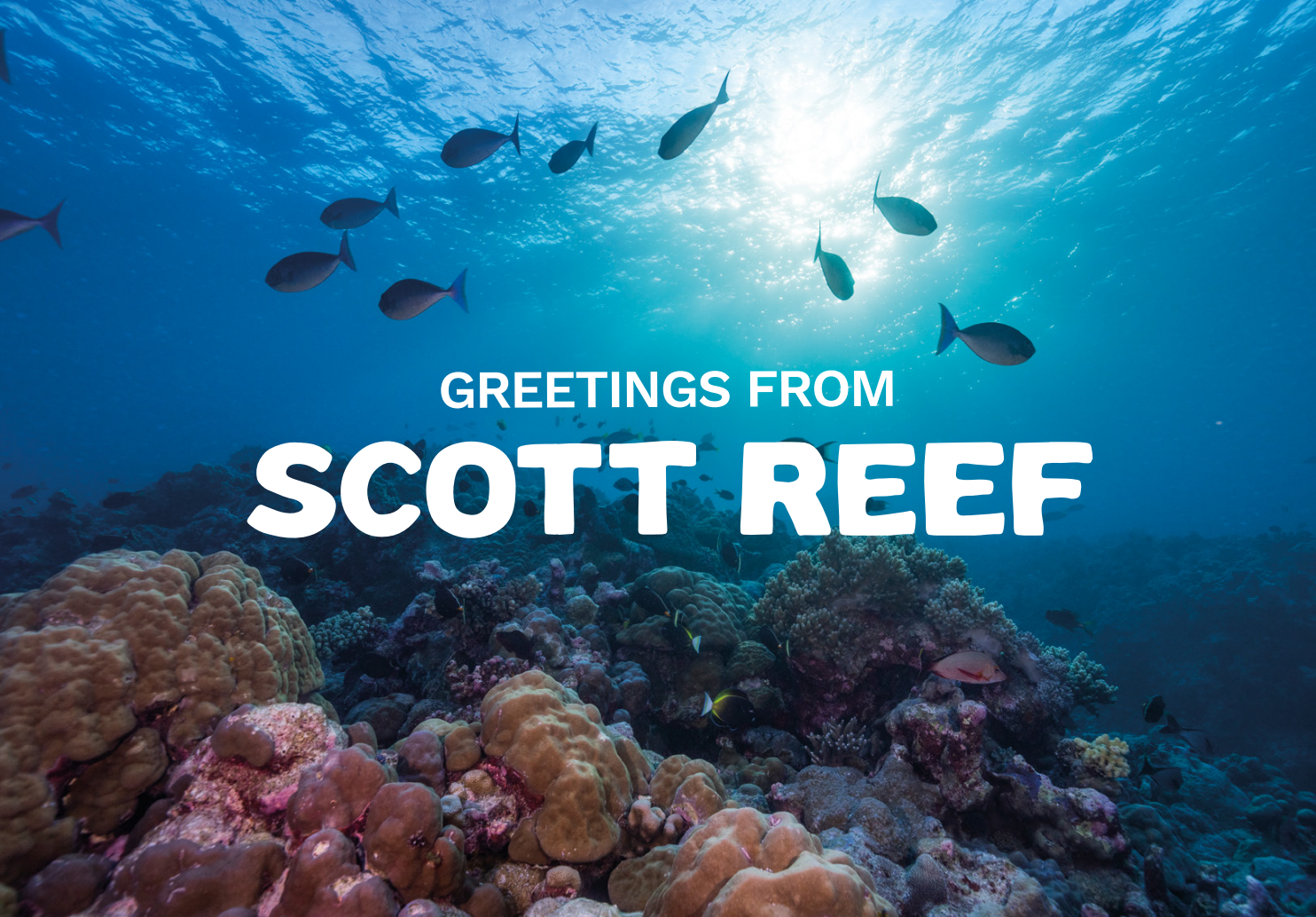 Greenpeace Spring Appeal
