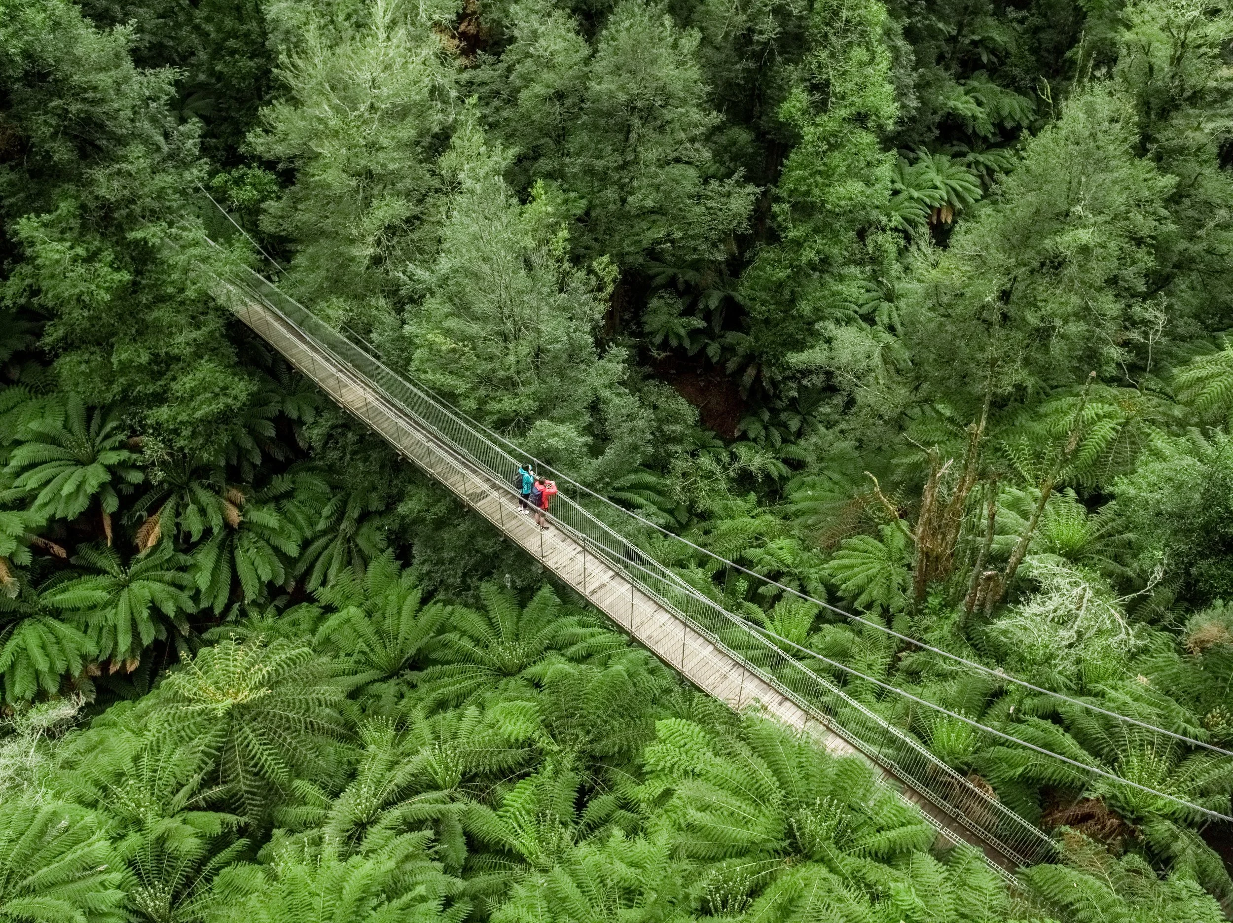 Tarra Bulga NP_VV (4).jpg