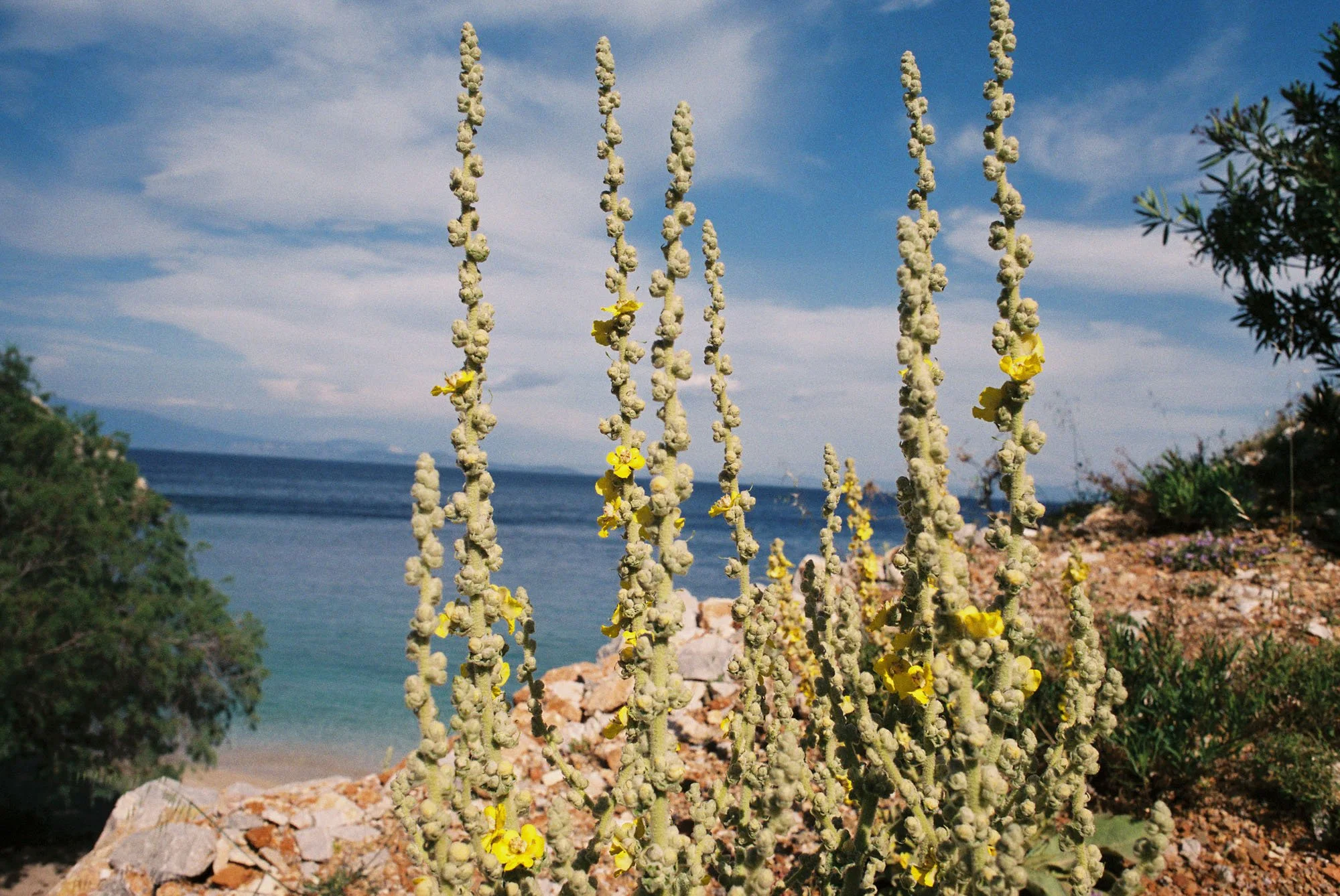 Chios-Plants-Hannah-Meier.jpg