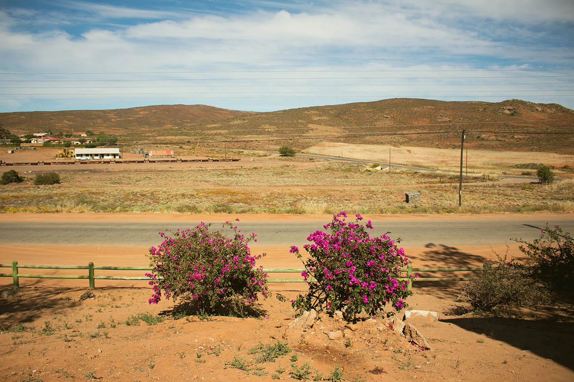 Pink-Flowers-Desert-Hannah-Meier.jpg