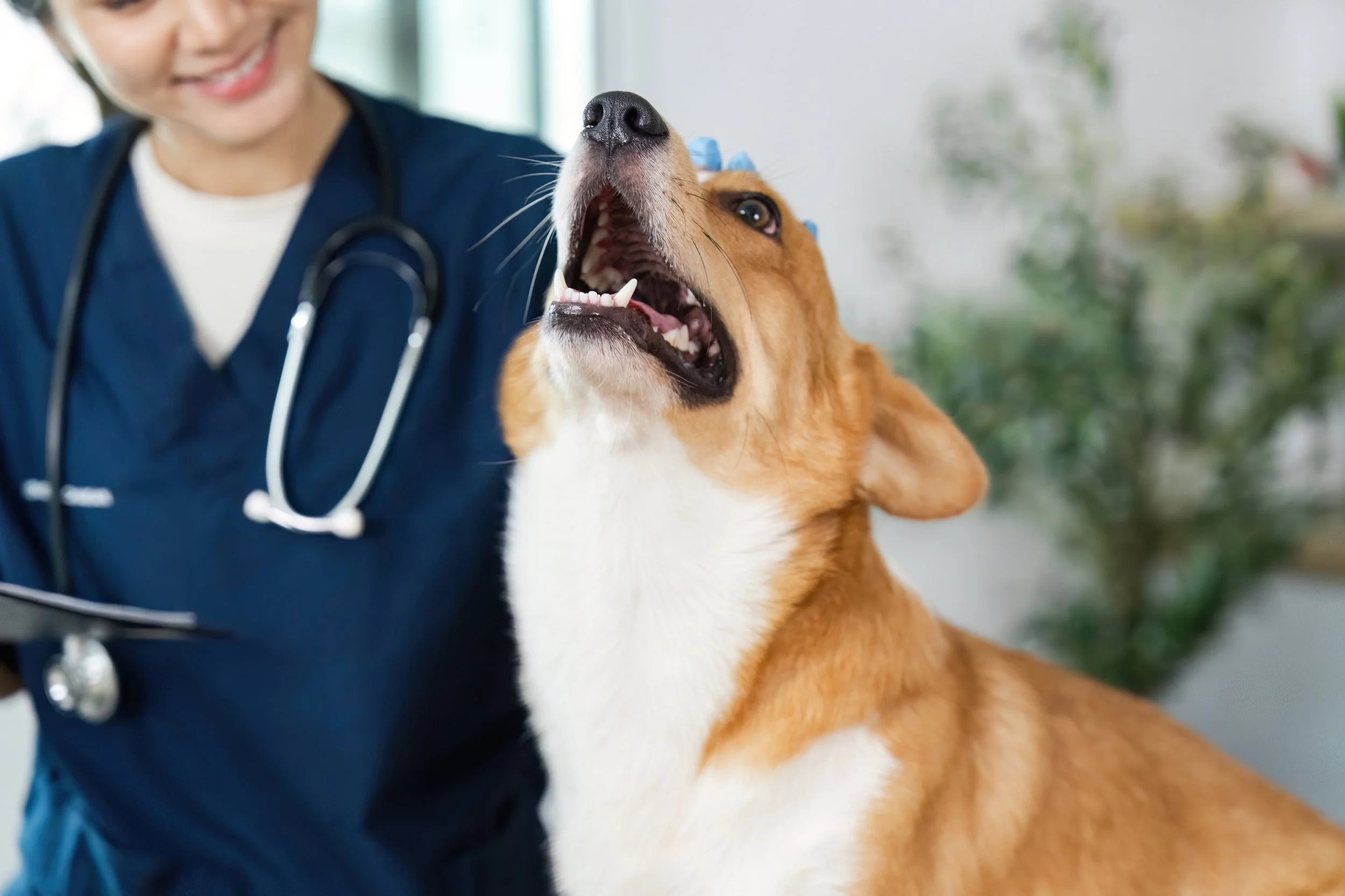 Ce sunt aristele și de ce pot deveni o urgență pentru animalele de companie
