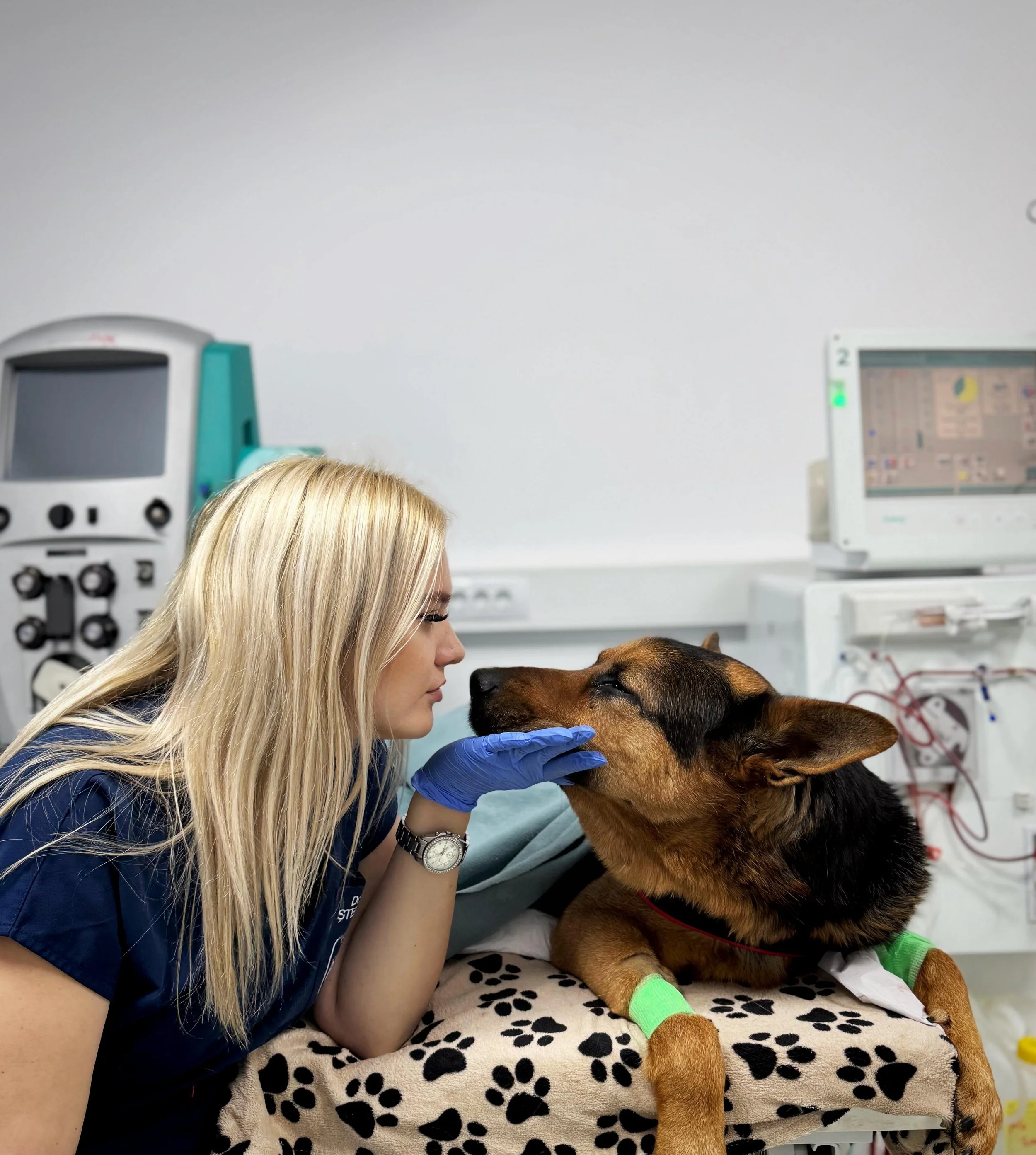 Diferența dintre boala renală cronică și afectarea renală acută la animale