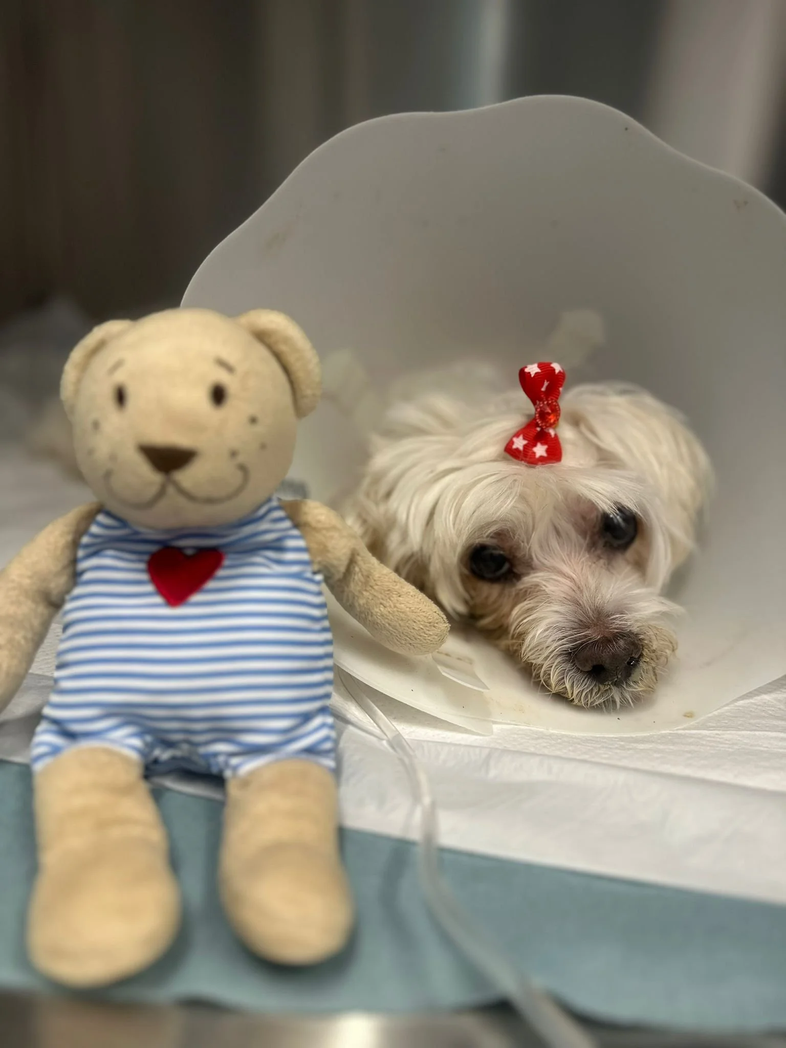 Importanța diagnosticării timpurii și a chirurgiei oncologice la animale