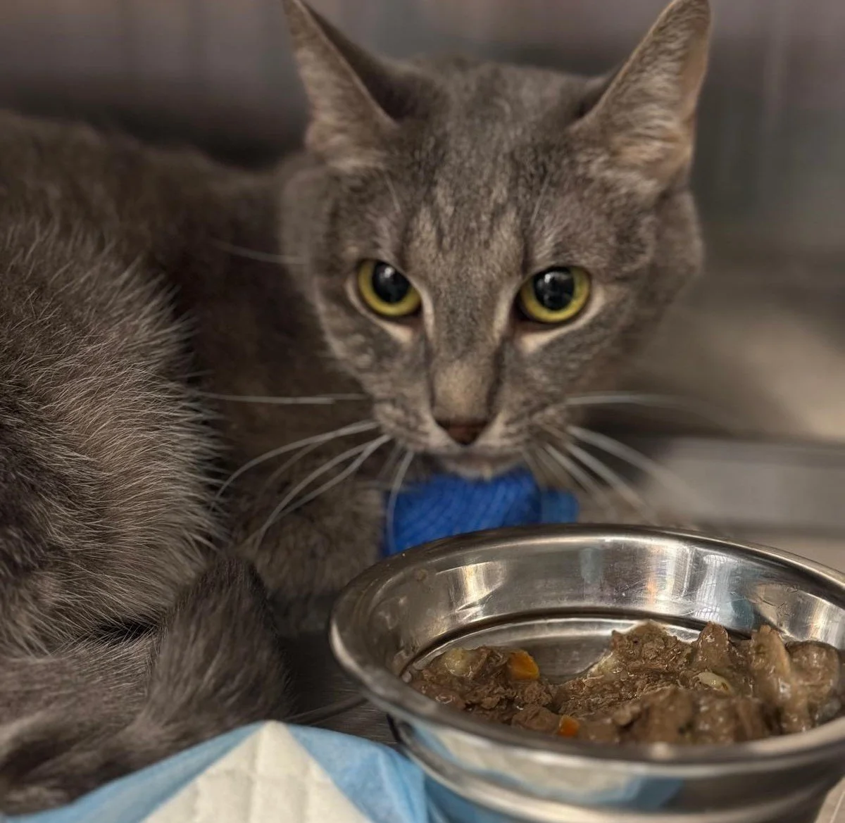 Cum alegi hrana potrivită pentru animalul tău?