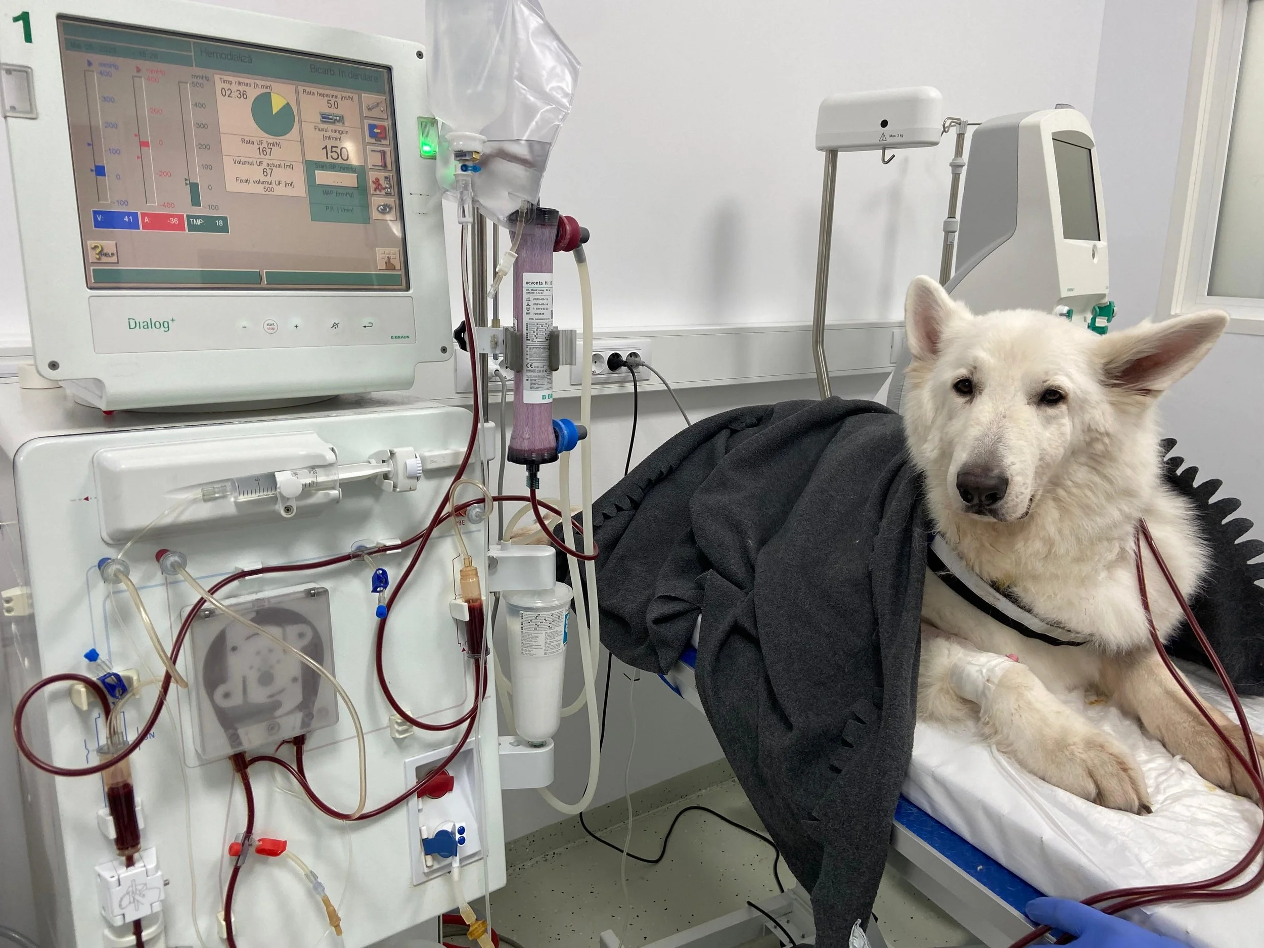 Dializa la animalele de companie: când este necesară, cum funcționează și cât de mult poate prelungi viața animalelor cu boală renală