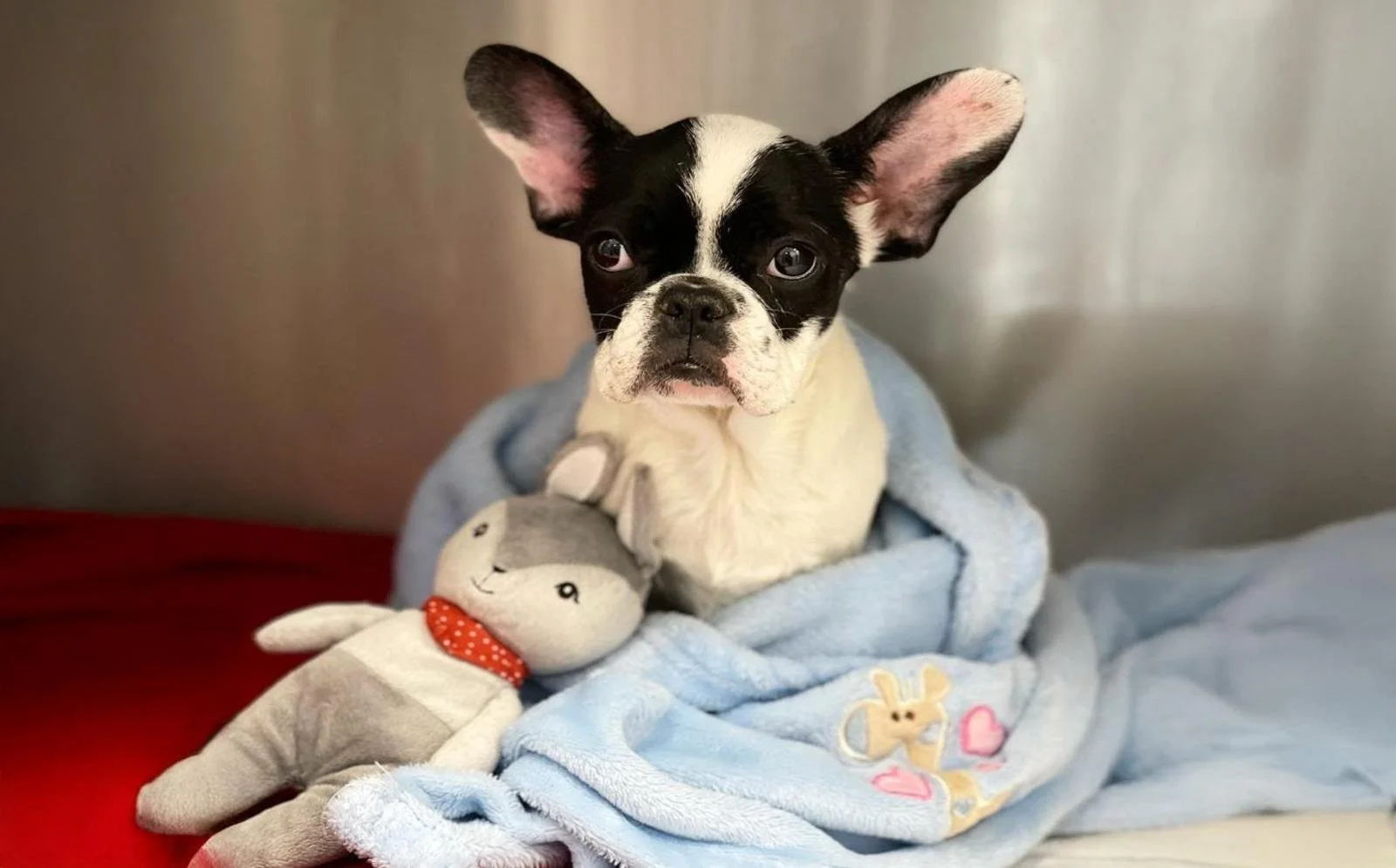 Pericolele iernii pentru animalele de companie: ce trebuie să știi și cum le poți preveni