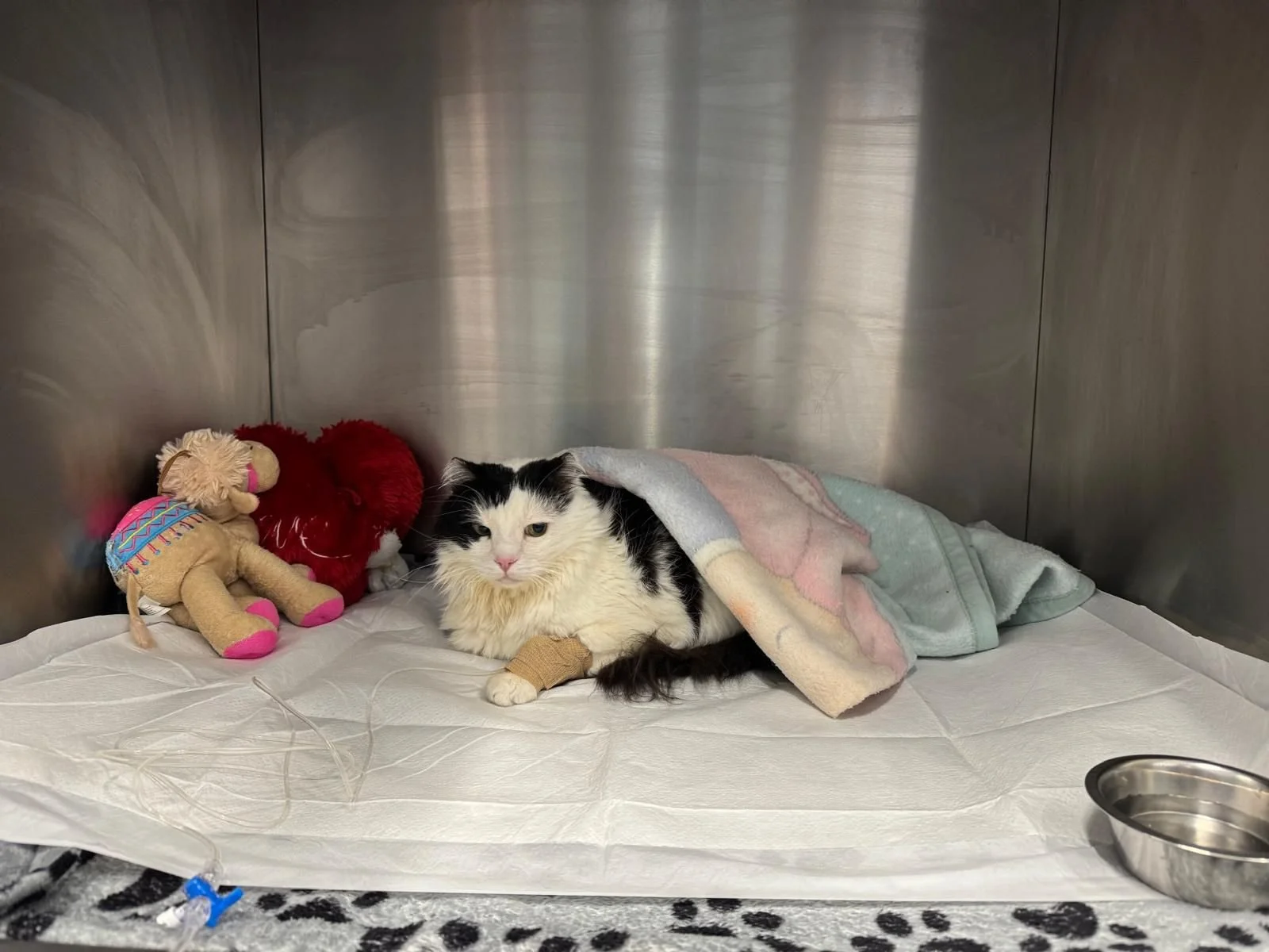 Impactul frigului asupra animalelor de companie:&nbsp;ce probleme pot apărea iarna și cum pot fi prevenite