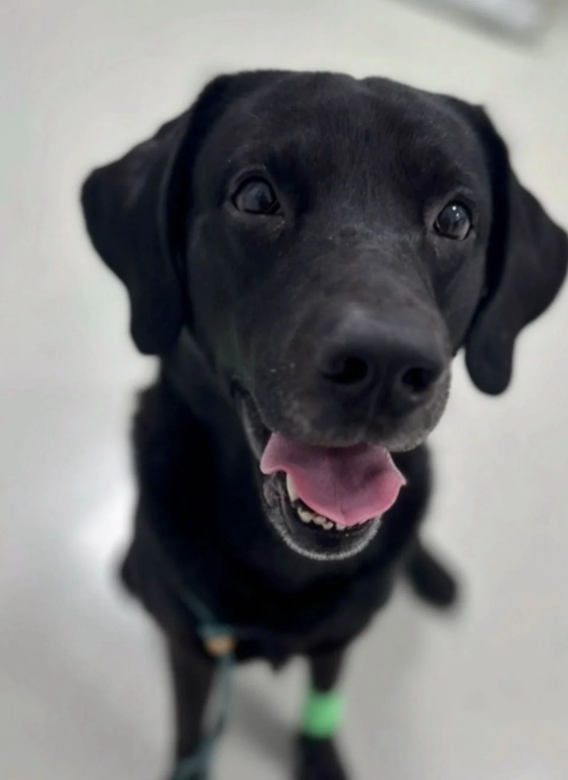 Hematuria la câinele cu boală renală cronică: de la suspiciune oncologică la diagnostic de certitudine