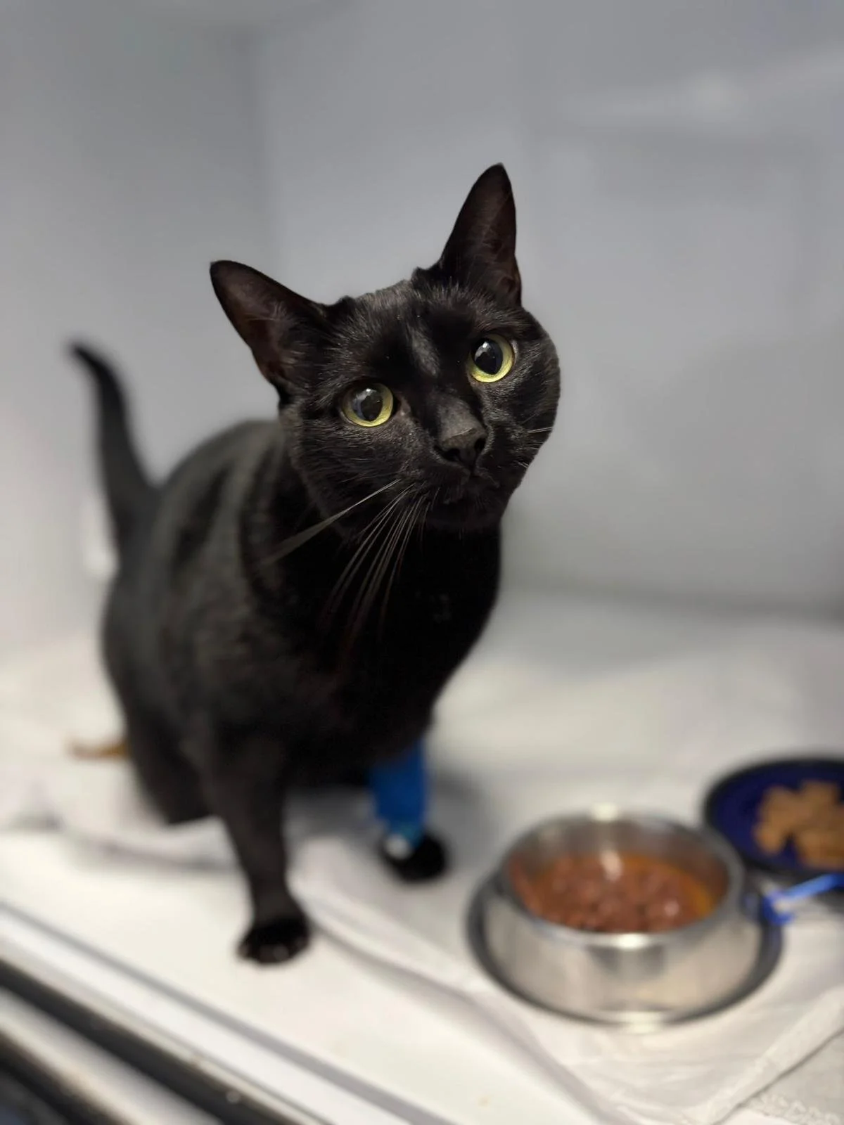 Nutriție și recuperare post-chirurgicală pentru câini și pisici: ghid complet pentru o vindecare mai rapidă