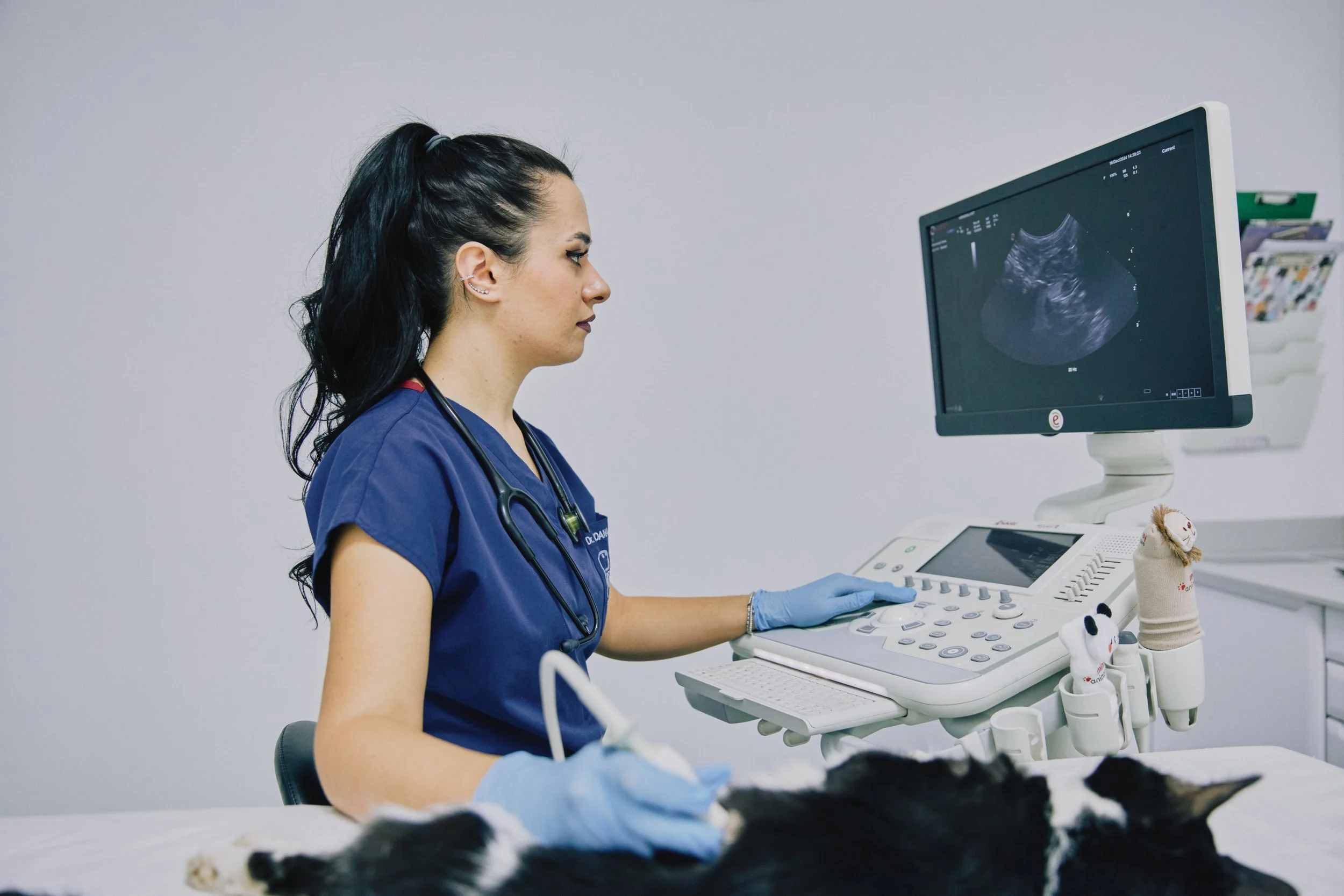 Ecografia ca metodă de prevenție la animalele de companie