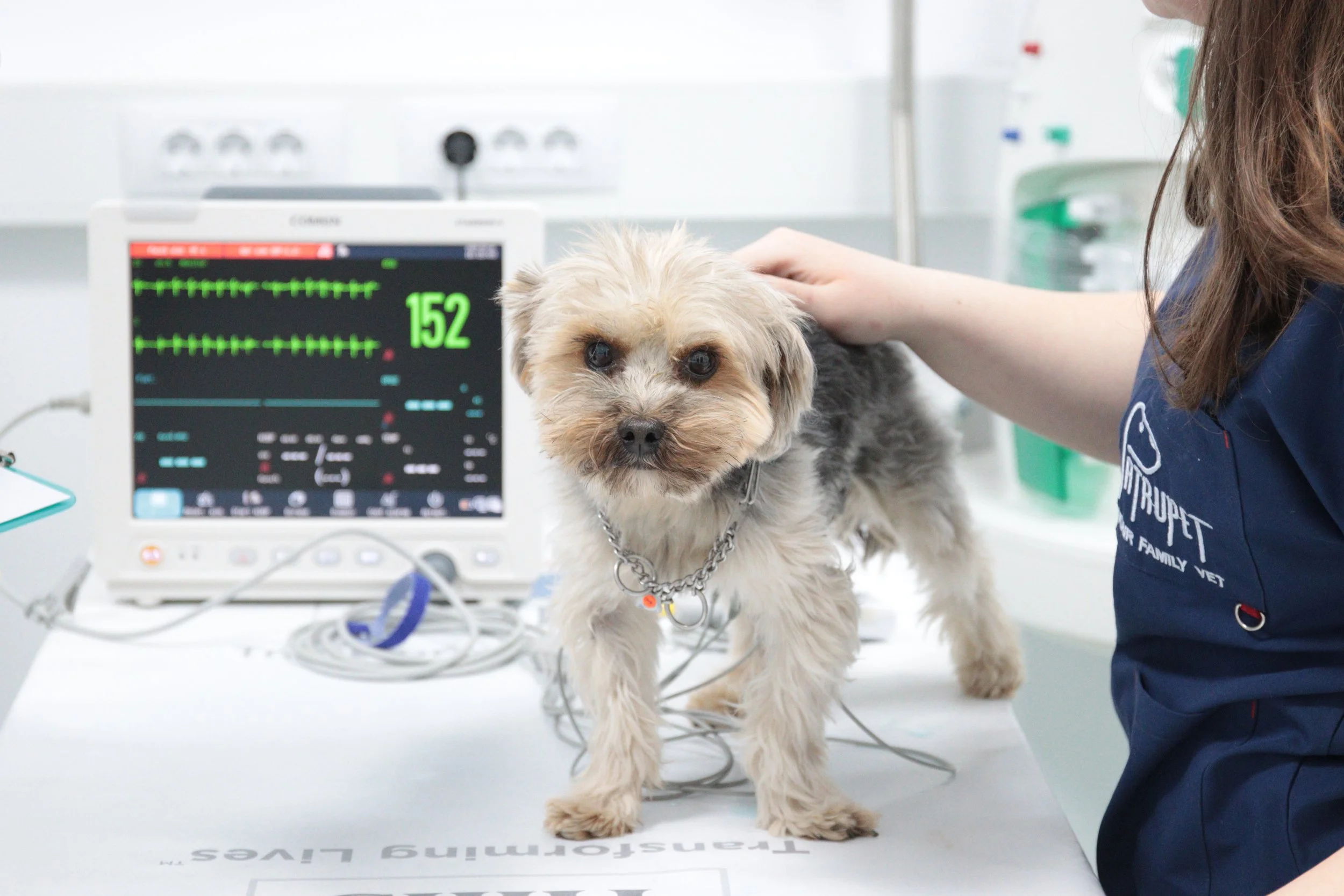 De ce este importantă monitorizarea EKG pentru animalele cu probleme cardiace?