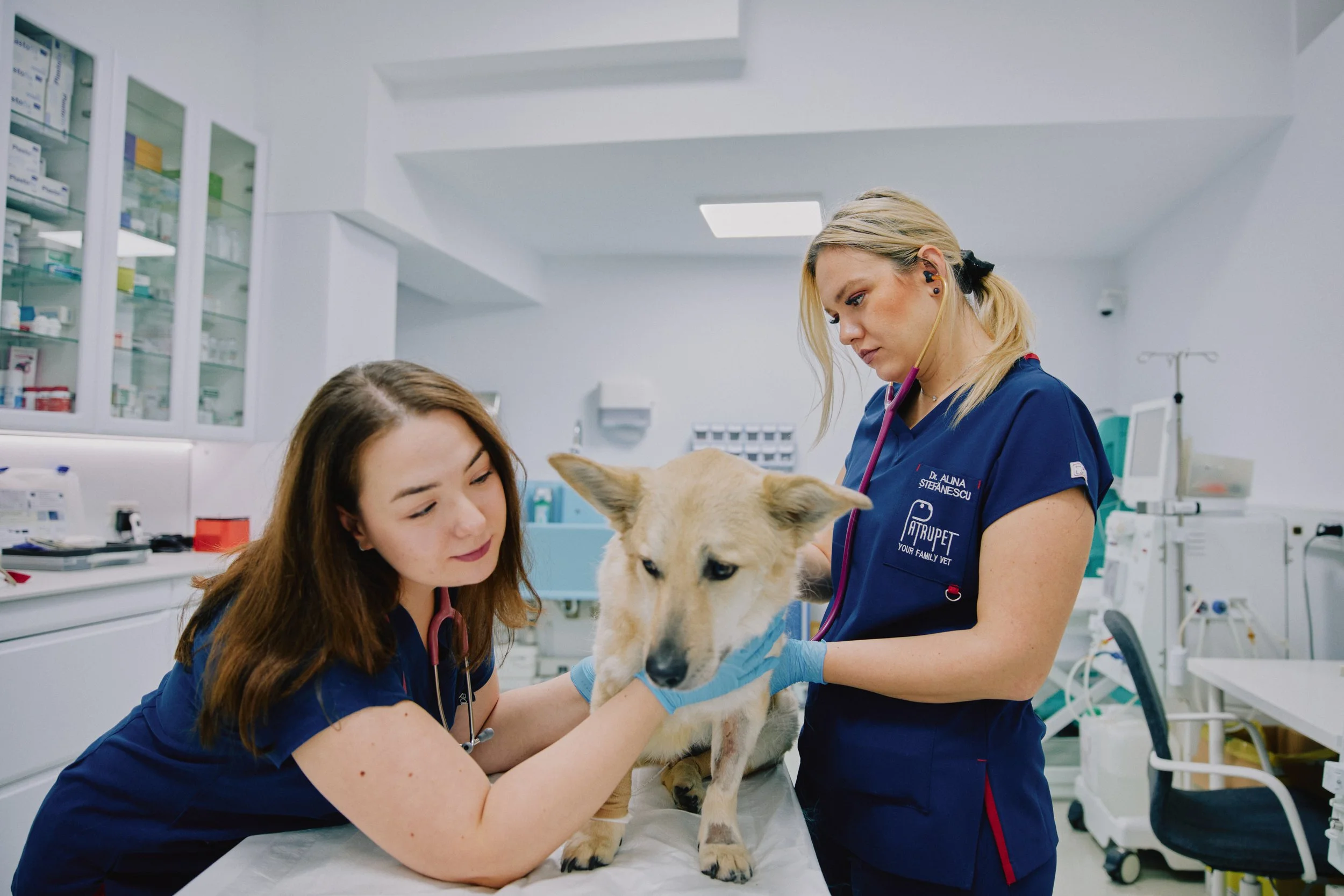 Ce este oncologia veterinară? Ghid complet pentru proprietarii de animale