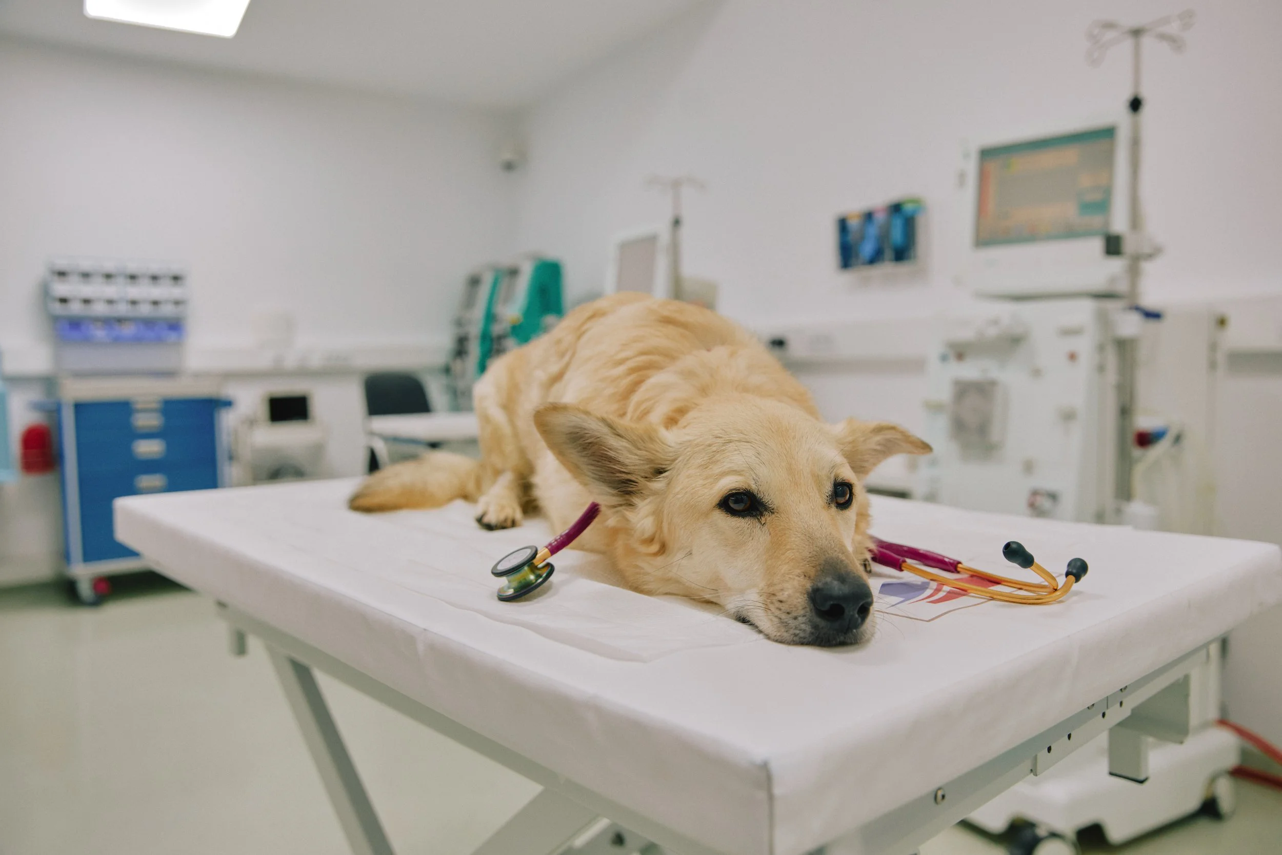 Boala renală la câini și pisici – semne timpurii pe care nu trebuie să le ignori