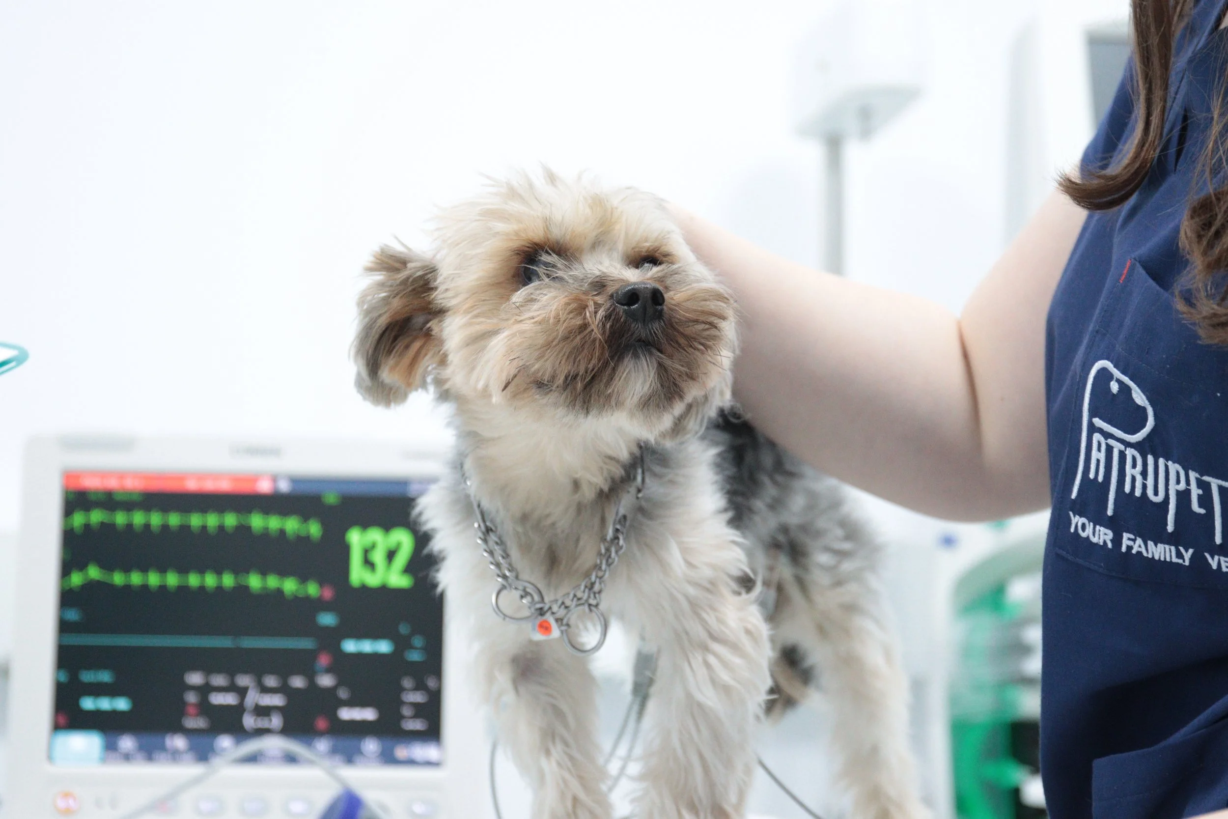 Ce cauzează insuficiența cardiacă la câini și cum o gestionează echipa Patrupet?