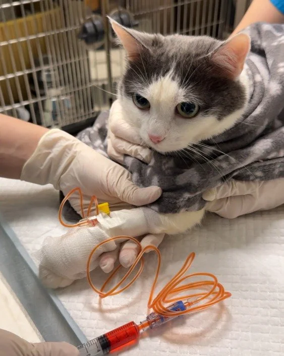 Chimioterapia la animale: mituri vs. realitate