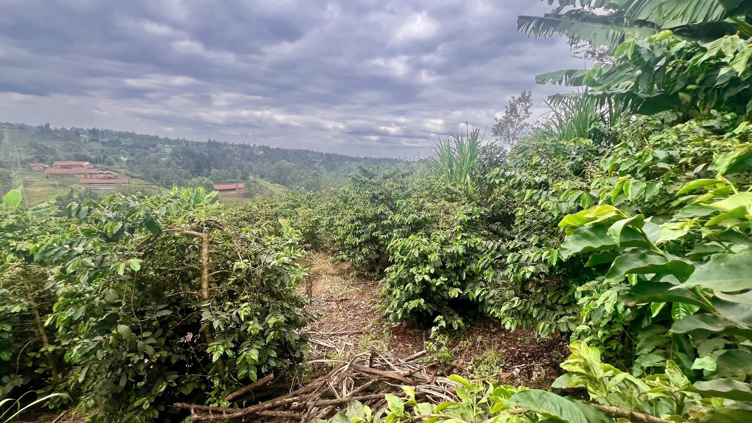 Our premium coffee trees