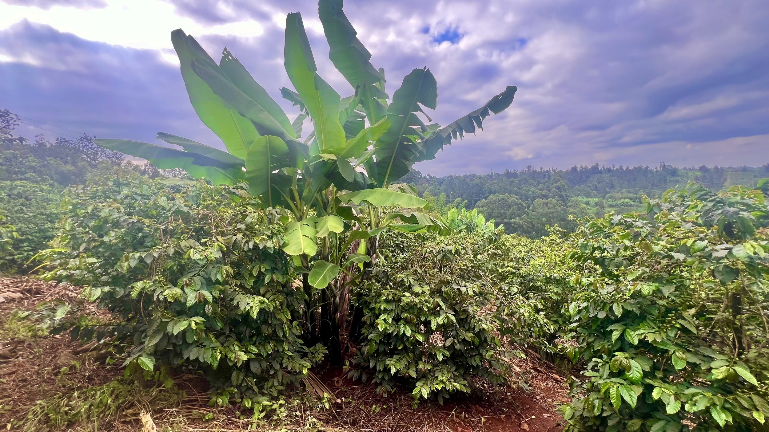 Dry & sunny weather - ideal for coffee trees