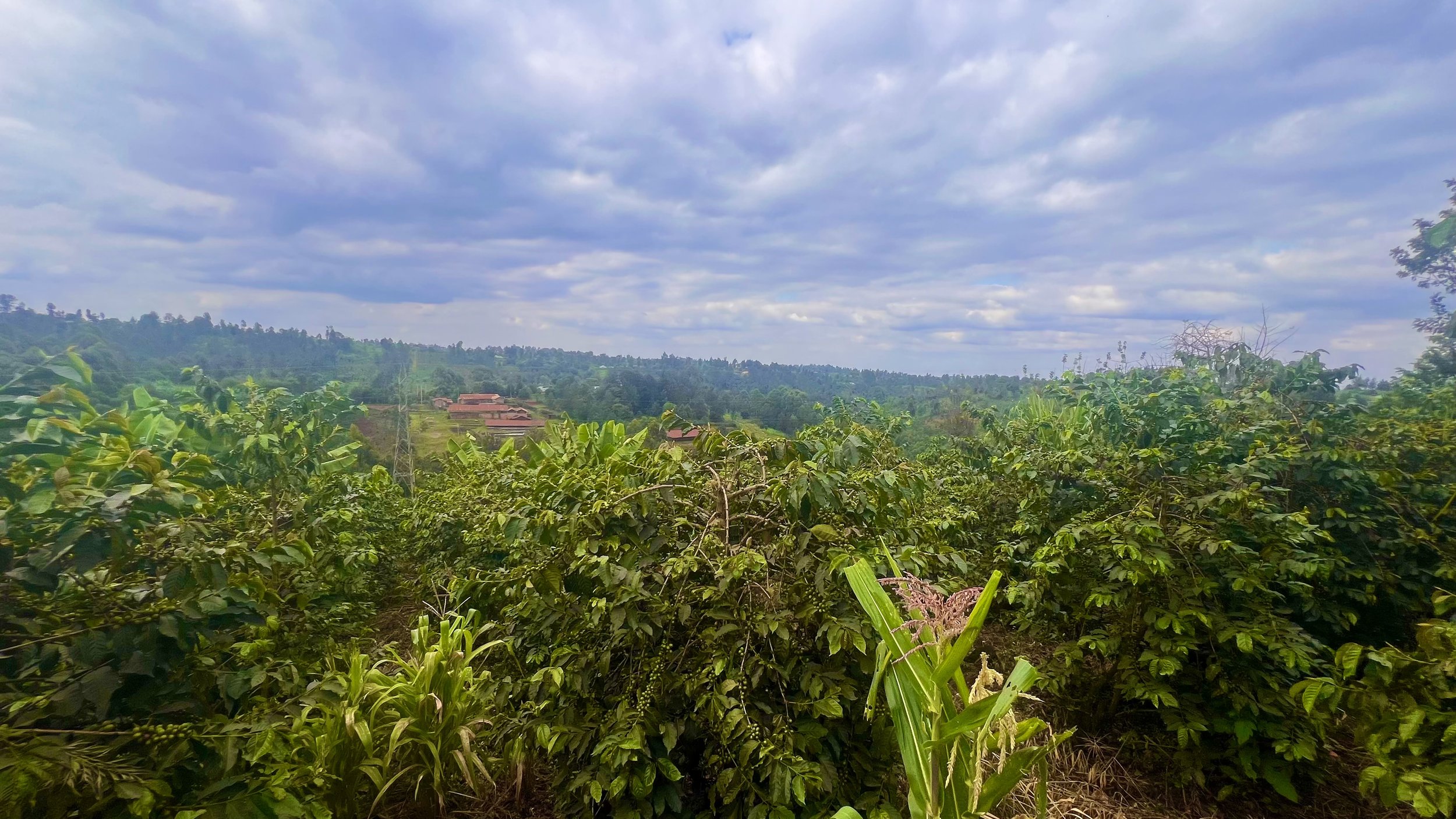 Cloudy day at the Coffee Farm