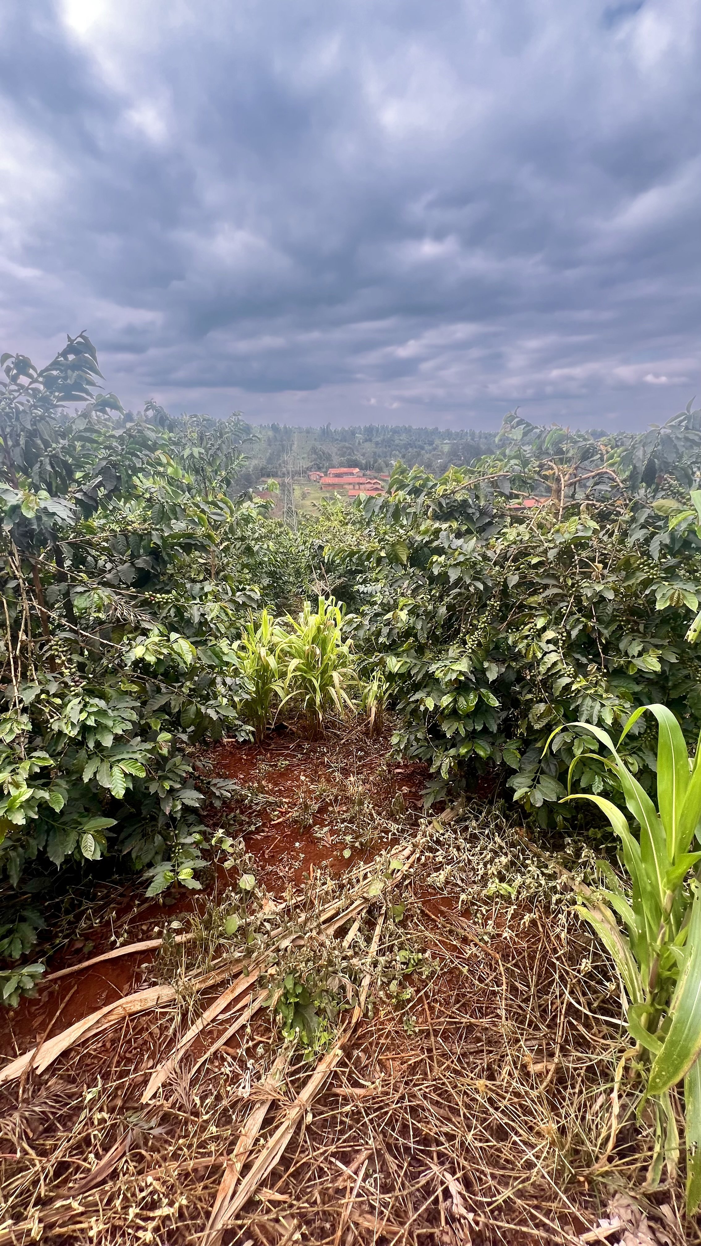Ideal rich Kenyan volcanic soil