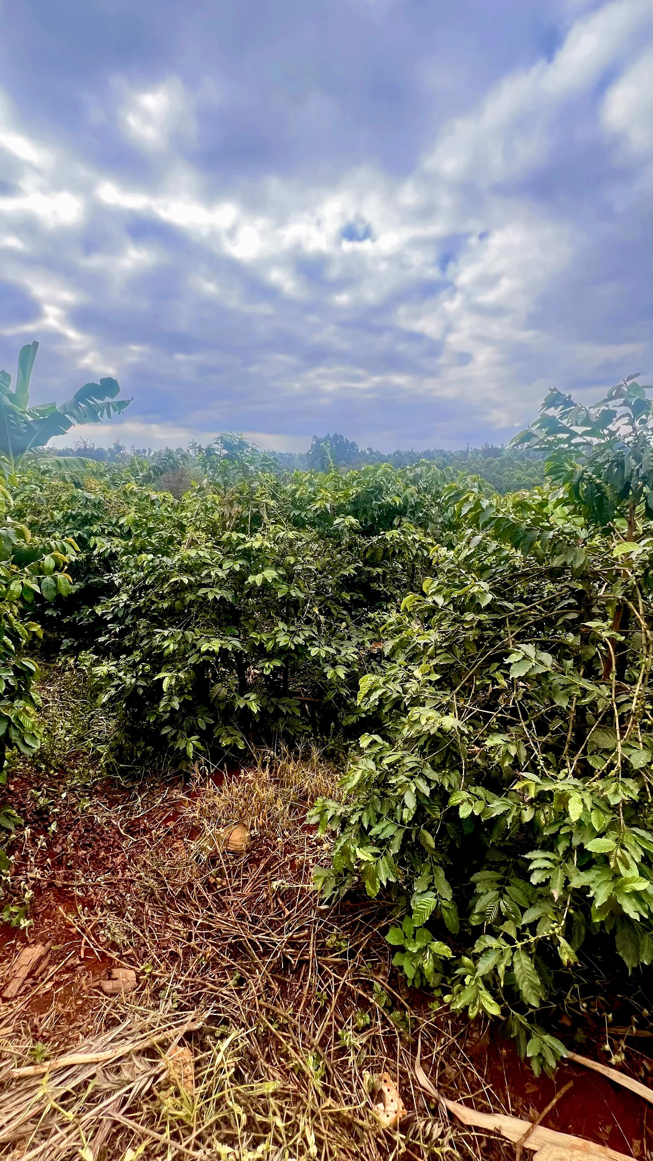 Rich red Kenyan soil