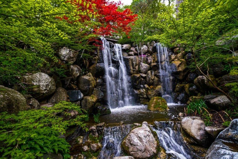Boulder Waterfall With Vibrant Red Acer Tree In Japanese Inspired Garden
