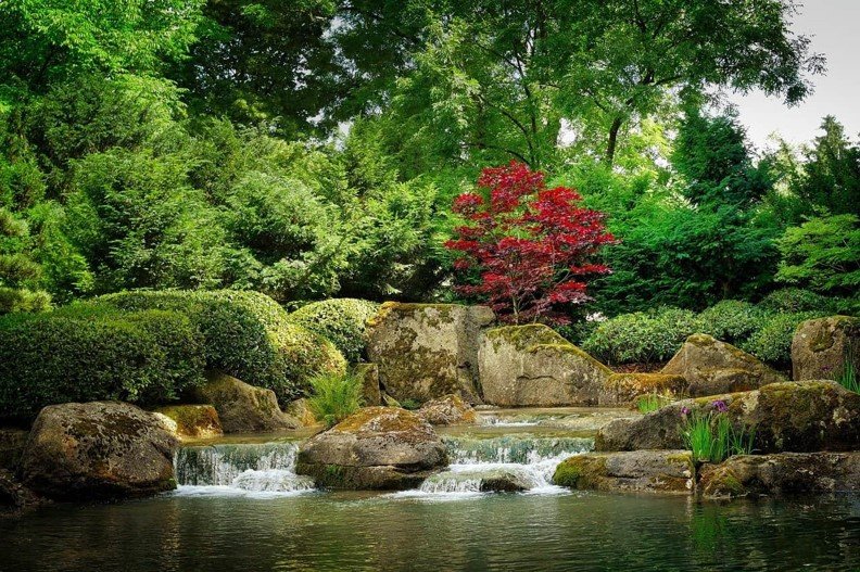 Japanese Garden With Boulder Waterfall And Red Acer Tree
