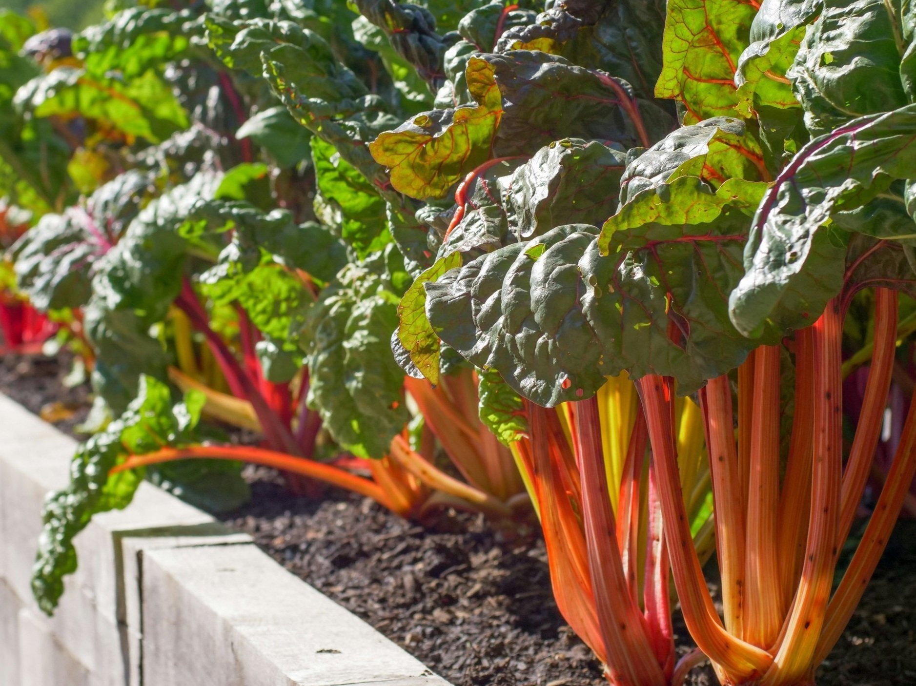 Rhubarb In Multi-purpose Soil