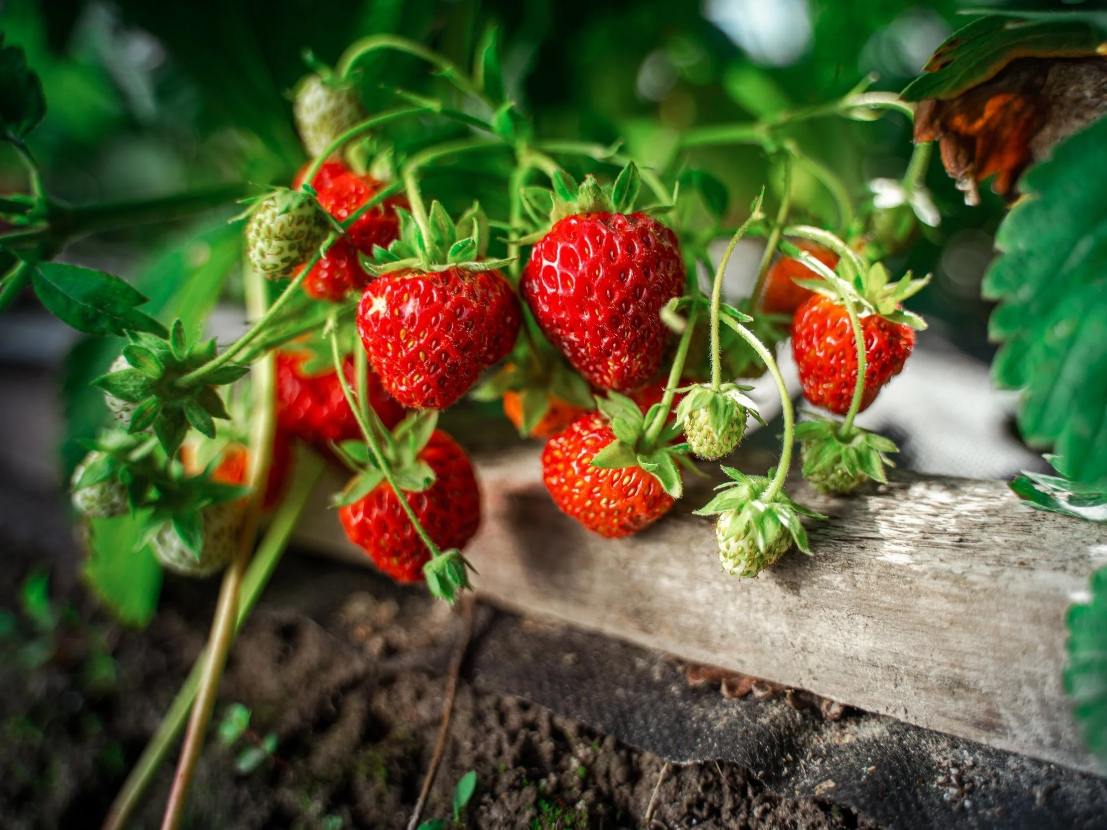 Strawberries In Soil Improver