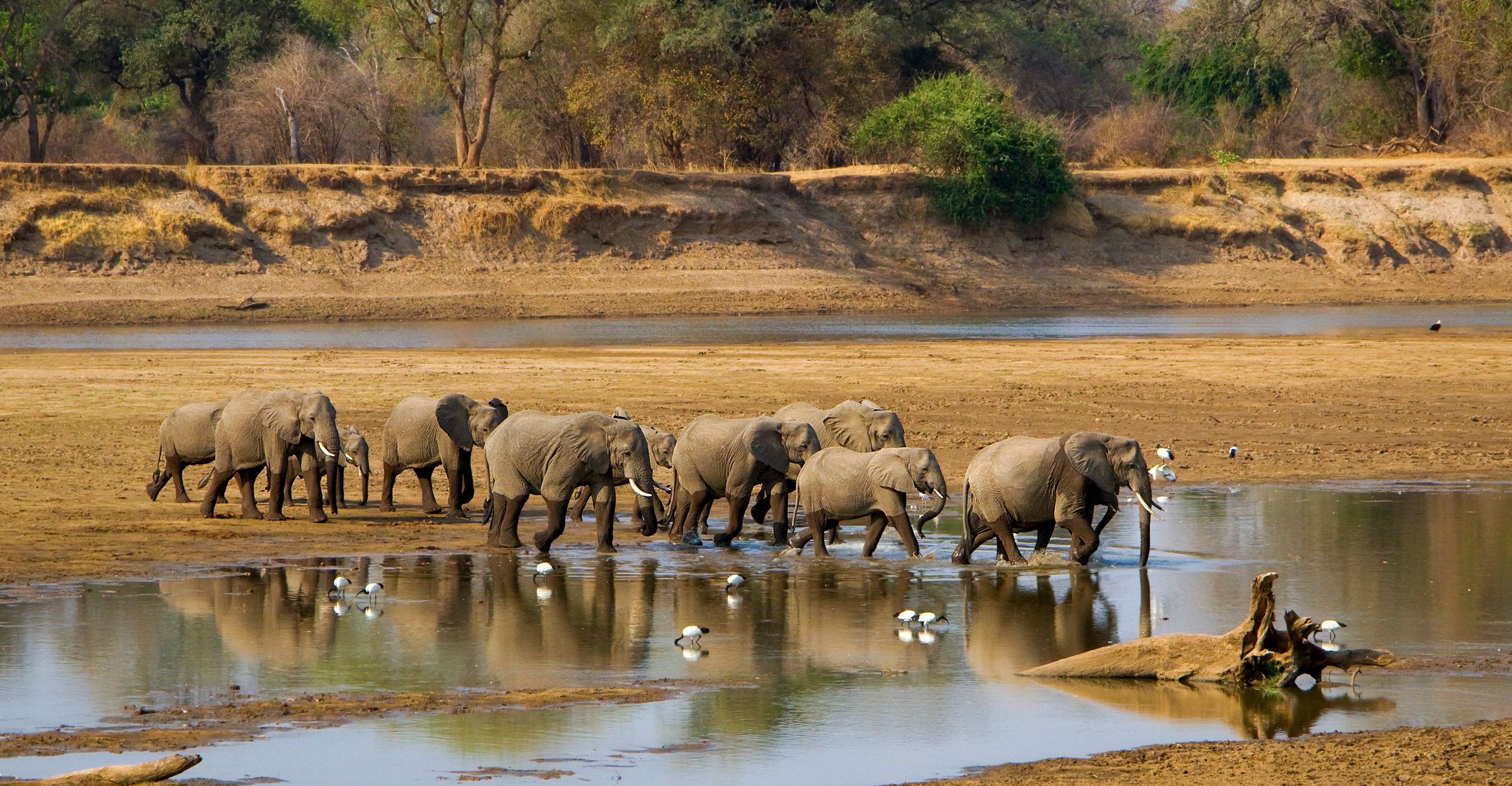 A Safari of Loving Kindness