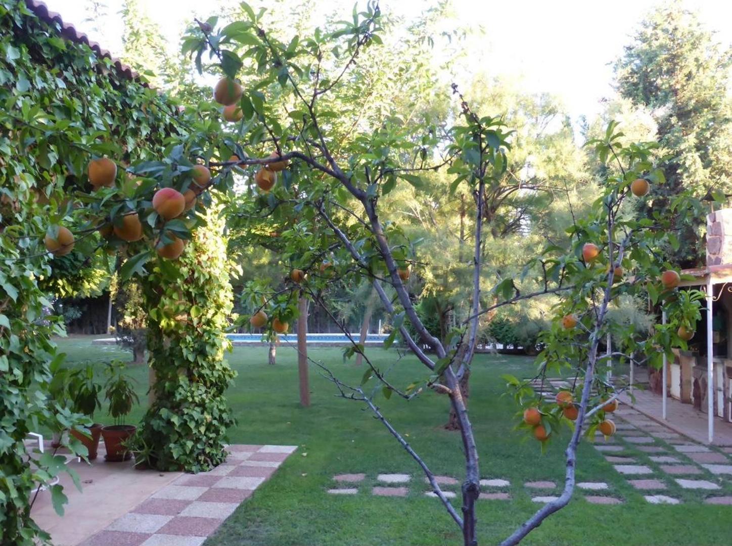 Fruit Orchard