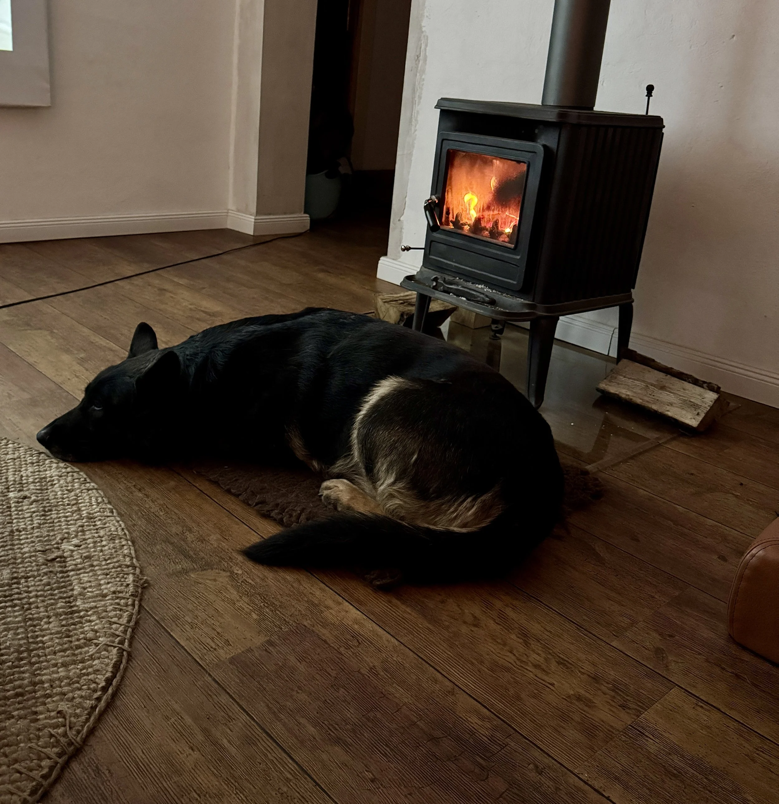 Schäferhund mit geradem Rücken