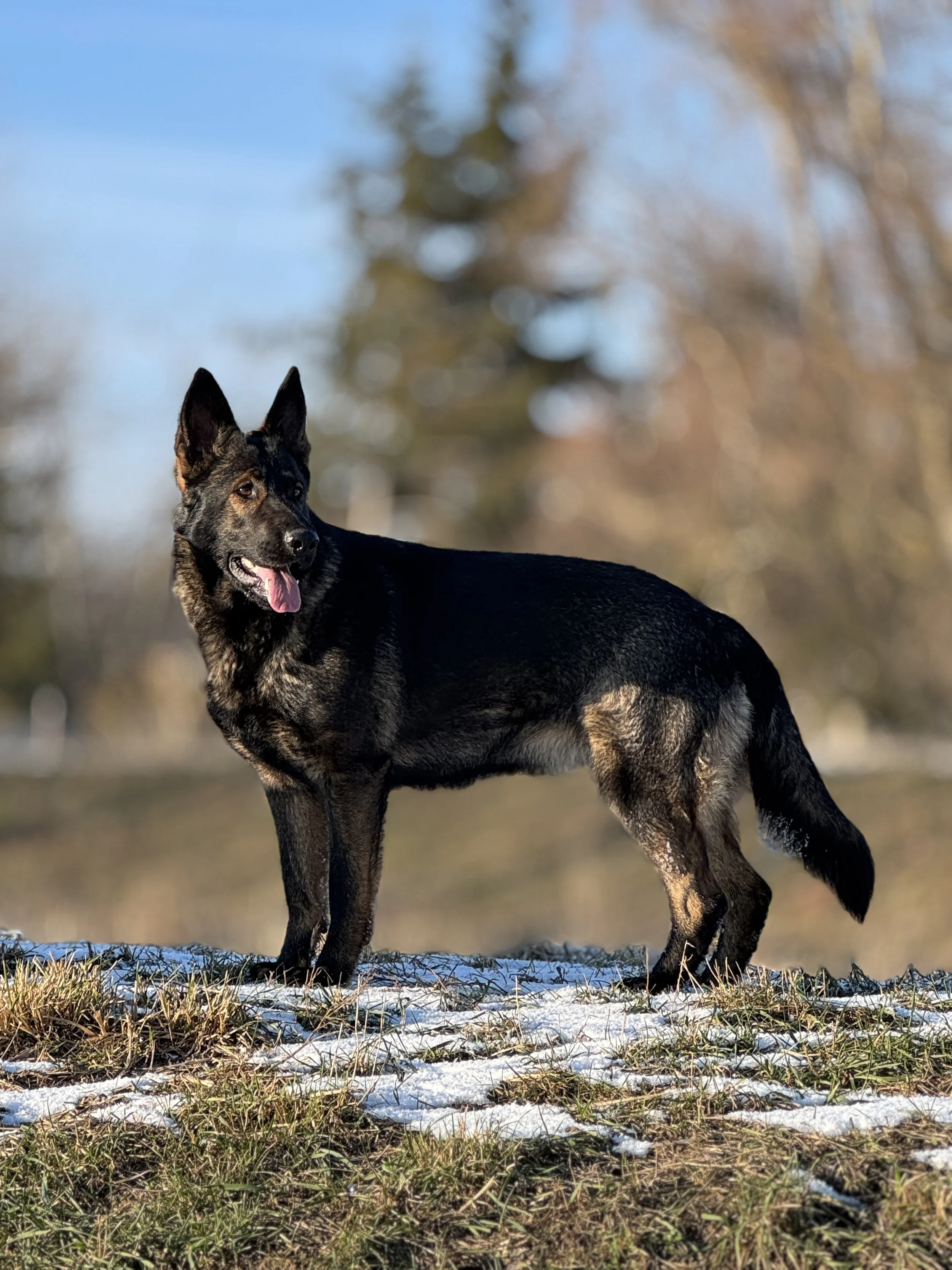 Ein Hund steht auf einer Wiese mit etwas Schnee, im Hintergrund sind Bäume und ein blauer Himmel.