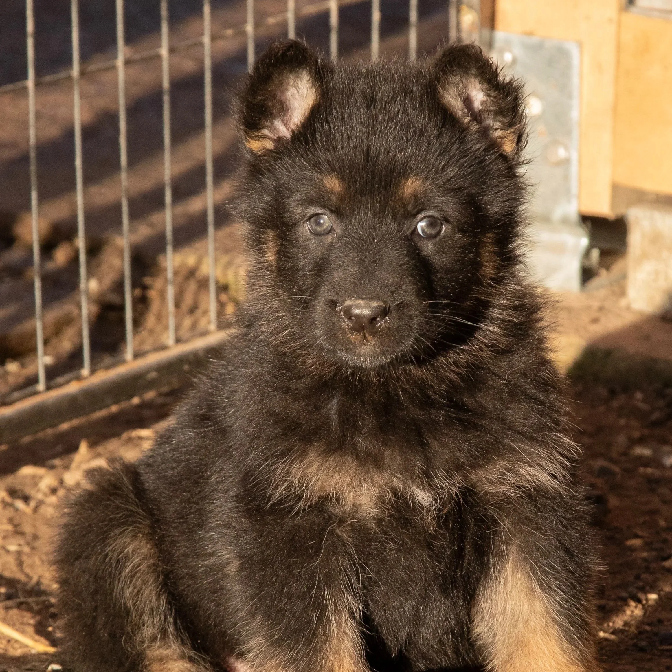 Nahaufnahme eines schwarzen Hundewelpen mit braunen Akzenten hinter einem Metallzaun, liegend auf dem Boden mit leuchtenden blauen Augen.