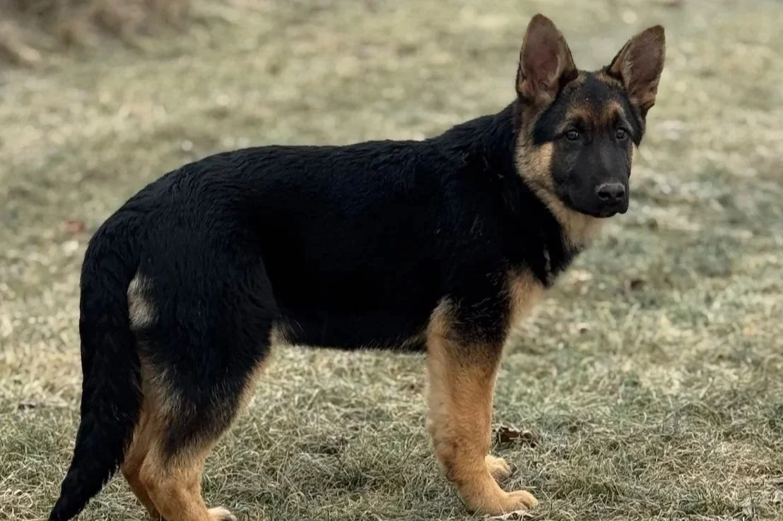 Ein Deutscher Schäferhund mit dunklem Rücken und bernsteinfarbenen Beinen steht auf trockenem Gras