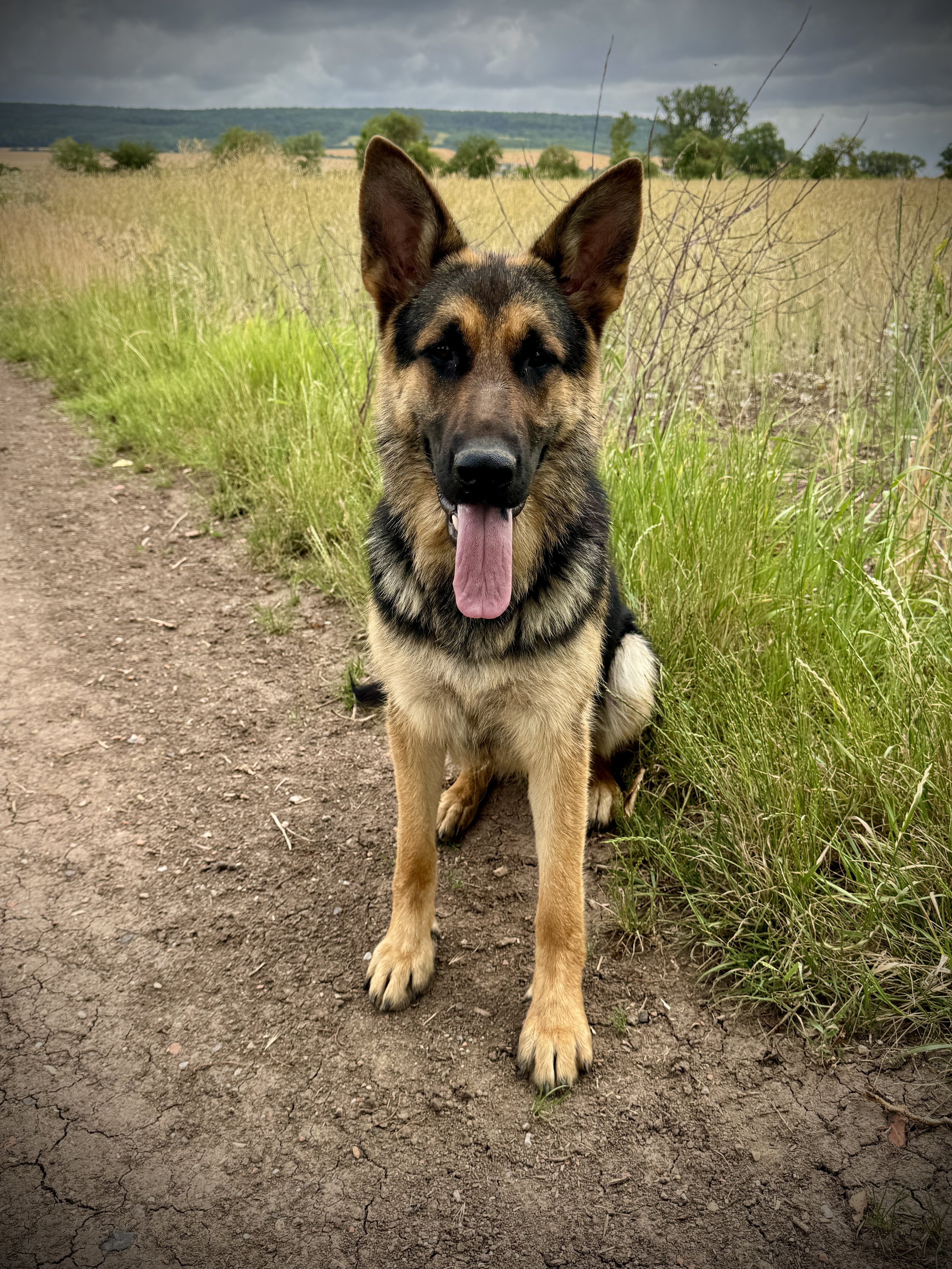 Ein deutscher Schäferhund sitzt auf einer Pfad, im Hintergrund eine Wiese, Bäume und ein bewölkter Himmel.