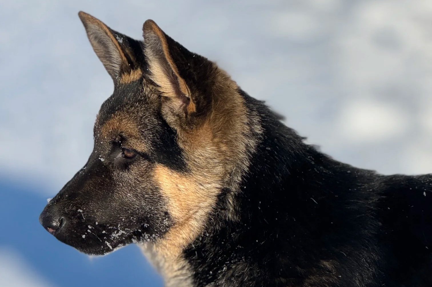 Nahaufnahme eines deutschen Schäferhundes, der im Schnee schaut, mit kaum sichtbaren Schneeflocken auf der Nase.