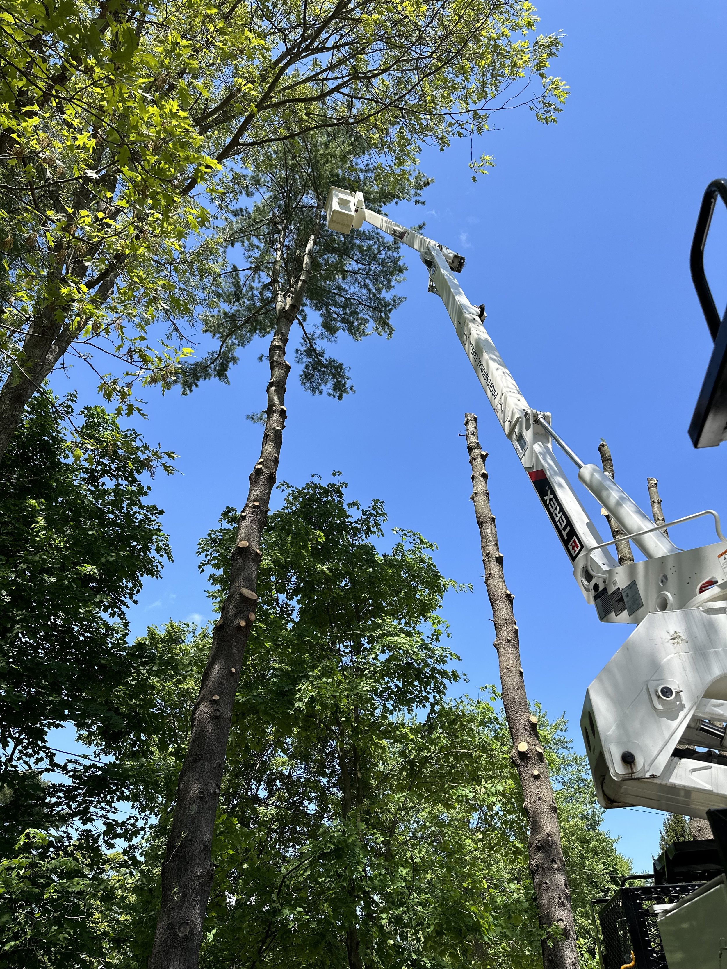 Pro Tree Professional Tree