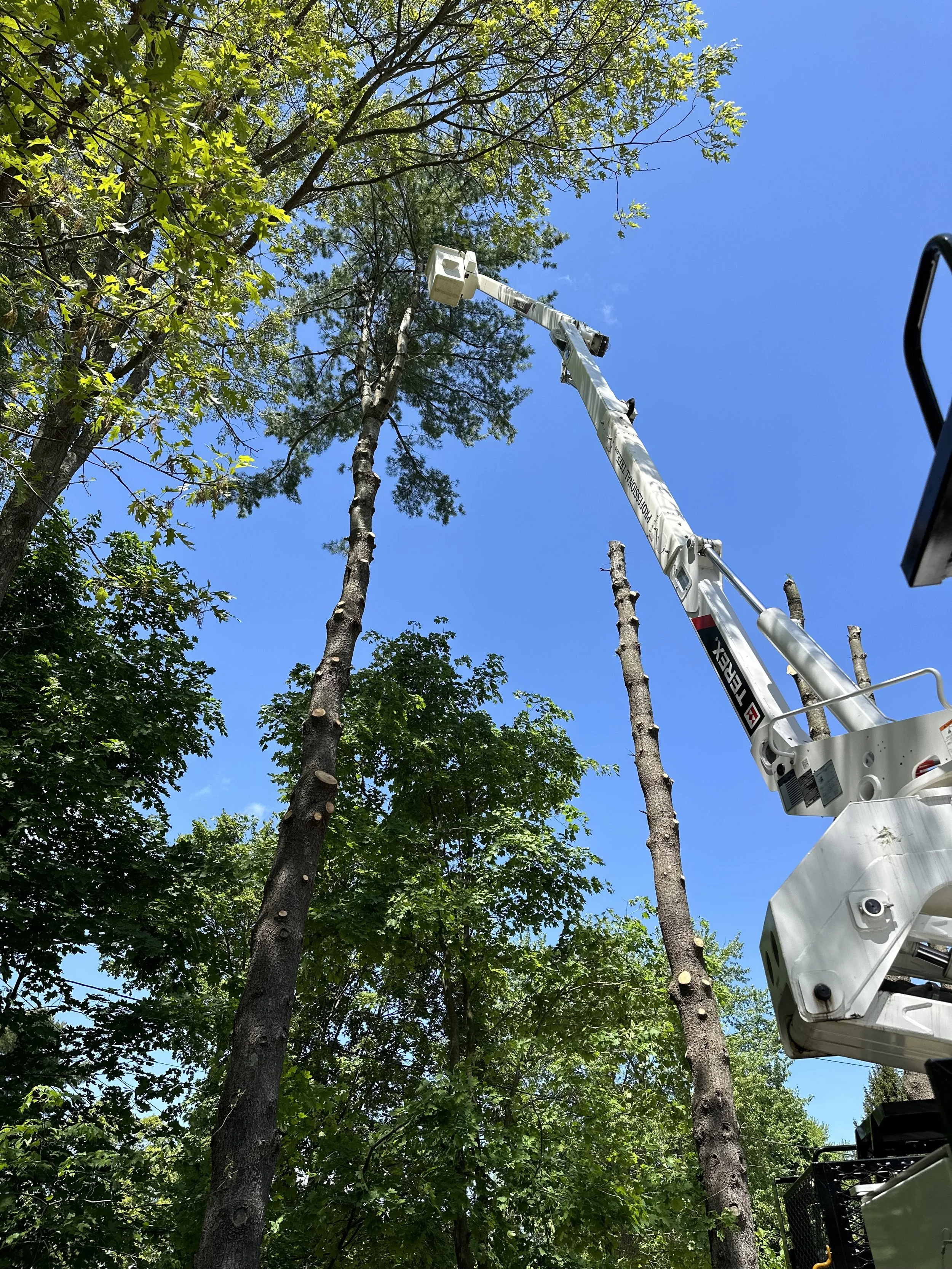Contact — Professional Tree