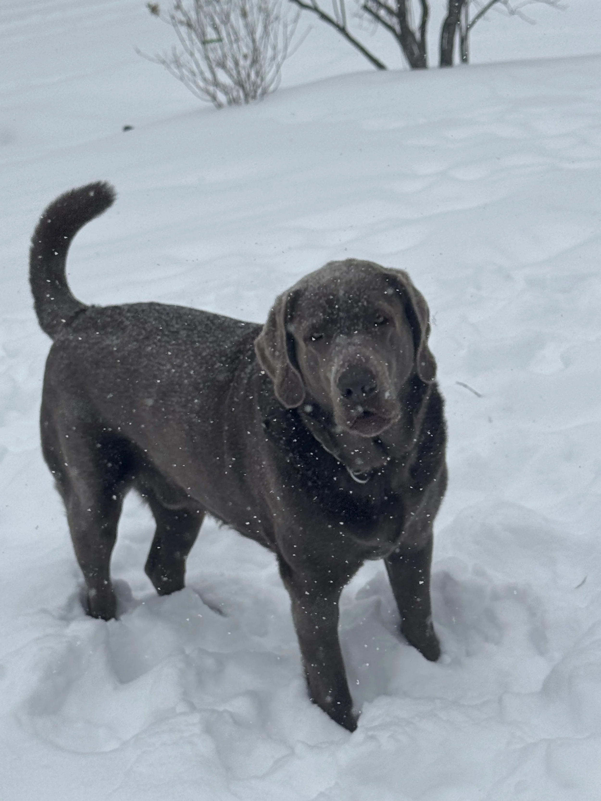 Is Snow Day the new Mental Health Day? 
