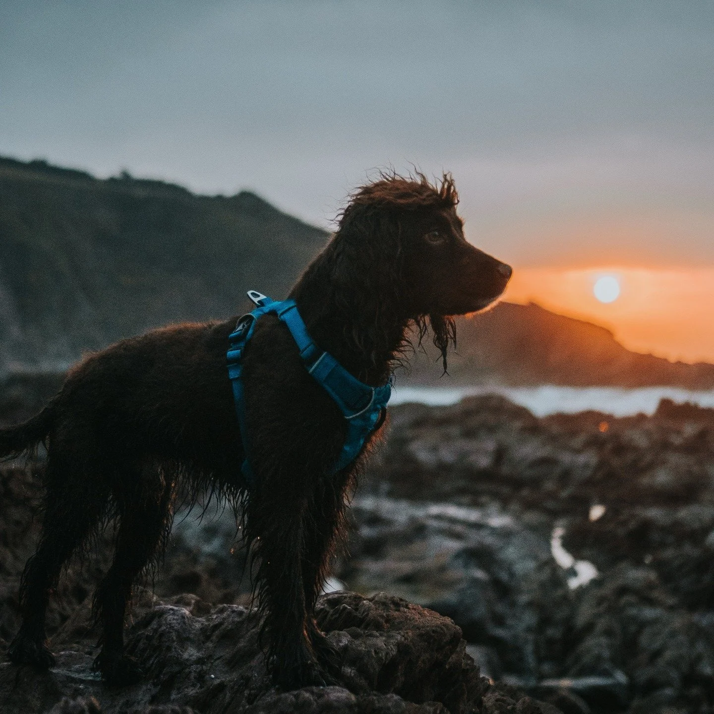 If your dog has a taste for sea air, gourmet sausages and the most luxuriously zonked-out sleeps after coast path strolls, pop on their lead, pack their snacks and head our way 🐶 

We&rsquo;re one of the most dog-friendly hotels in Cornwall, with ev