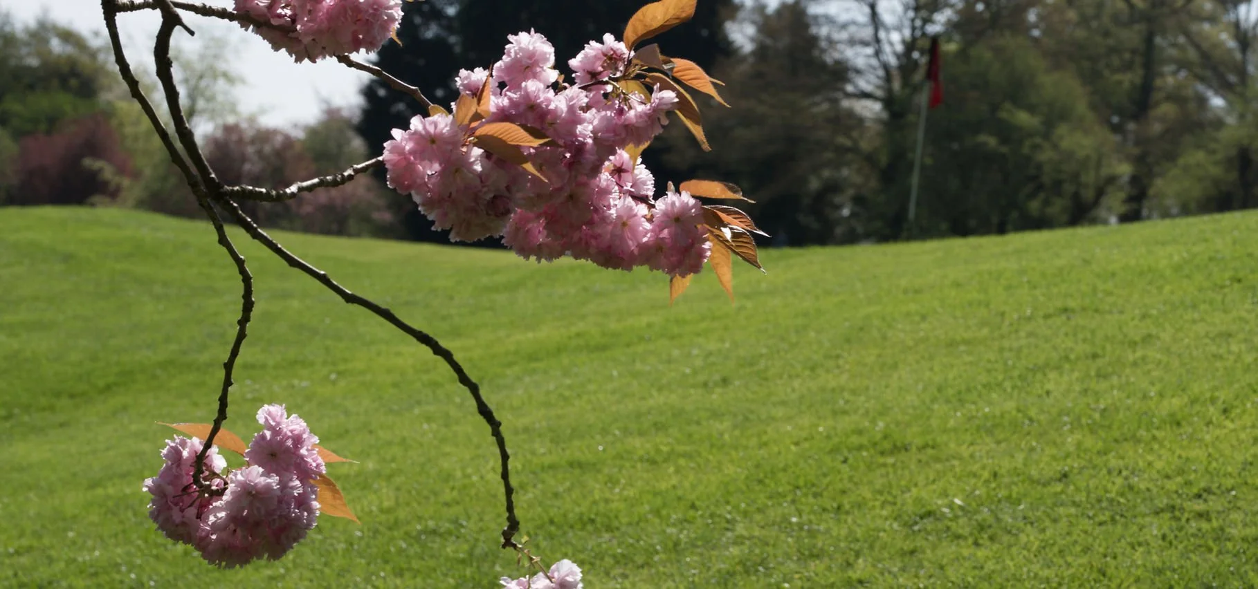 Pink cherry blossoms hanging from a tree branch over a green grassy field with some trees and a flag in the background.