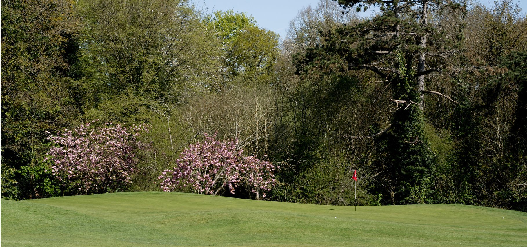 A golf course green with a flag, surrounded by trees with pink blossoms and green foliage.