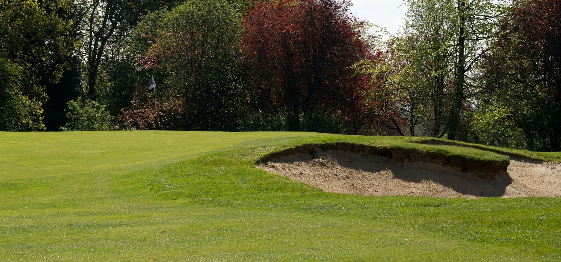 A golf course green with a sand bunker in the foreground, a flag on the green, and trees with green and red leaves in the background.